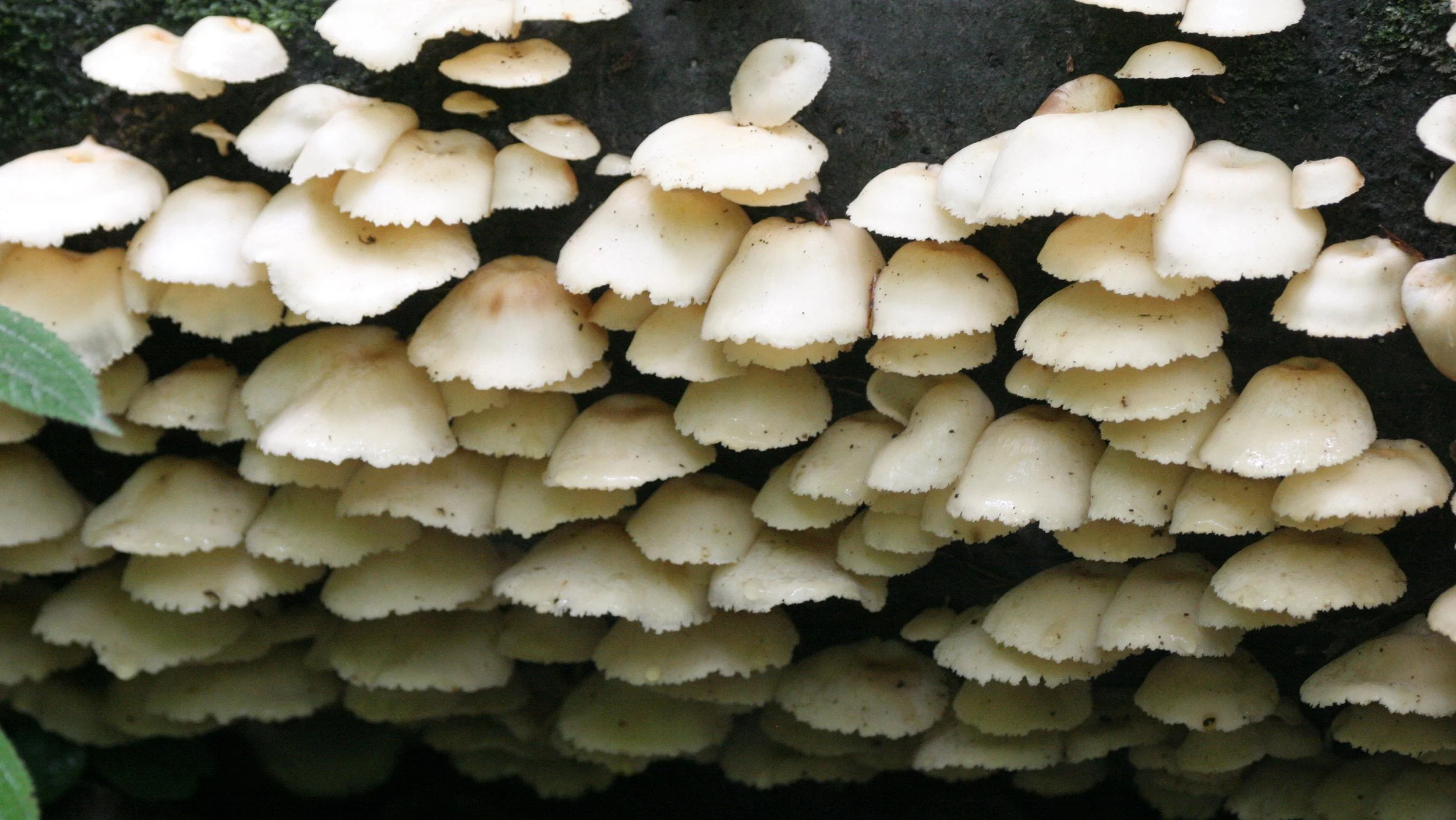 KINABATANGAN RIVER BORNEO - FUNGI SPECIES (2).JPG