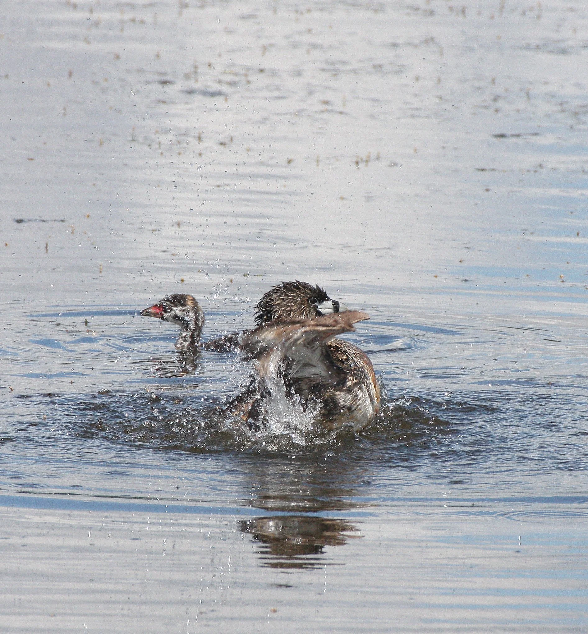 Pied-billed Grebe (Podilymbus podiceps) Ridgefield NWR Washington (50).JPG