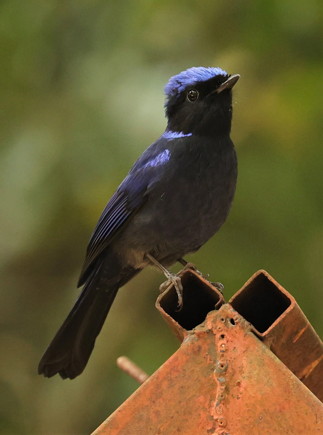 NILTAVA - SMALL NILTAVA - Niltava macgrigoriae - DOI ANG KHANG CHIANG MAI (35).jpg