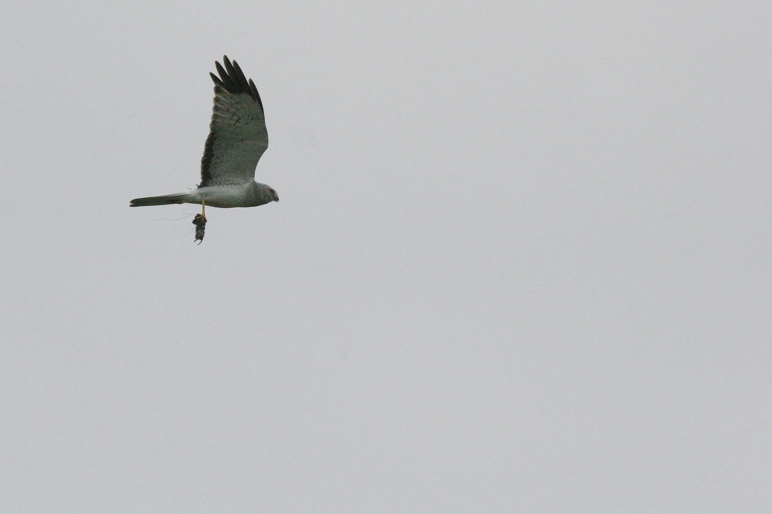 BIRD - HAWK - NORTHERN HARRIER - JAMESTOWN WASHINGTON (9).JPG