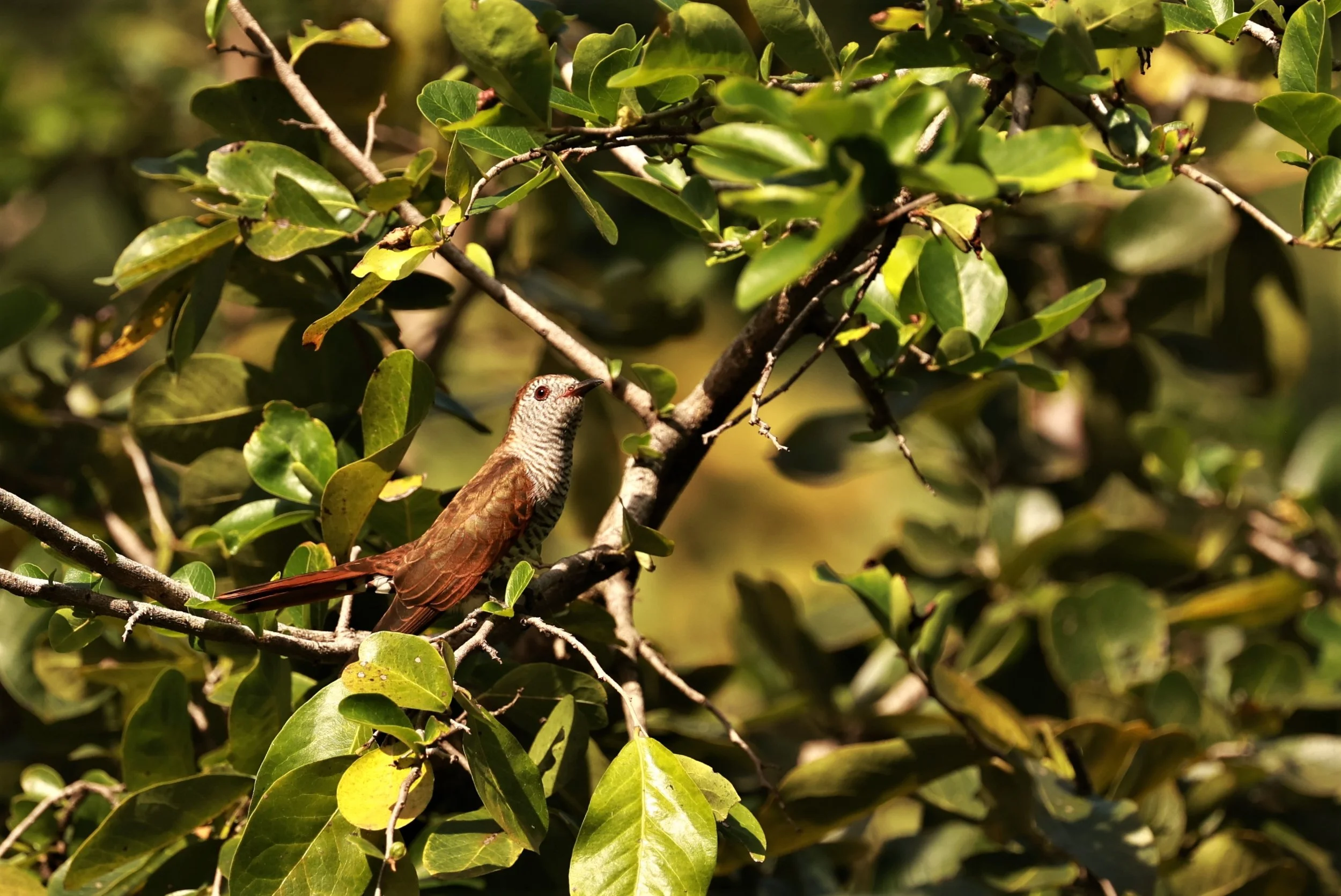 Violet Cuckoo (Chrysococcyx xanthorhynchus) Rama IX Park Bangkok (51).jpg