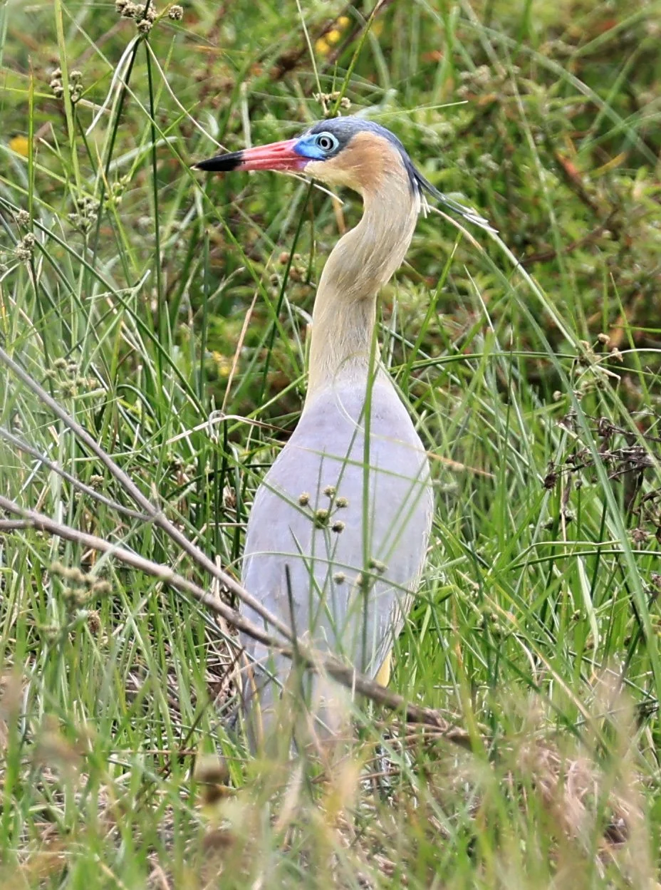 Whistling Heron (Syrigma sibilatrix) Agua Dulce Paraguay (20).jpg
