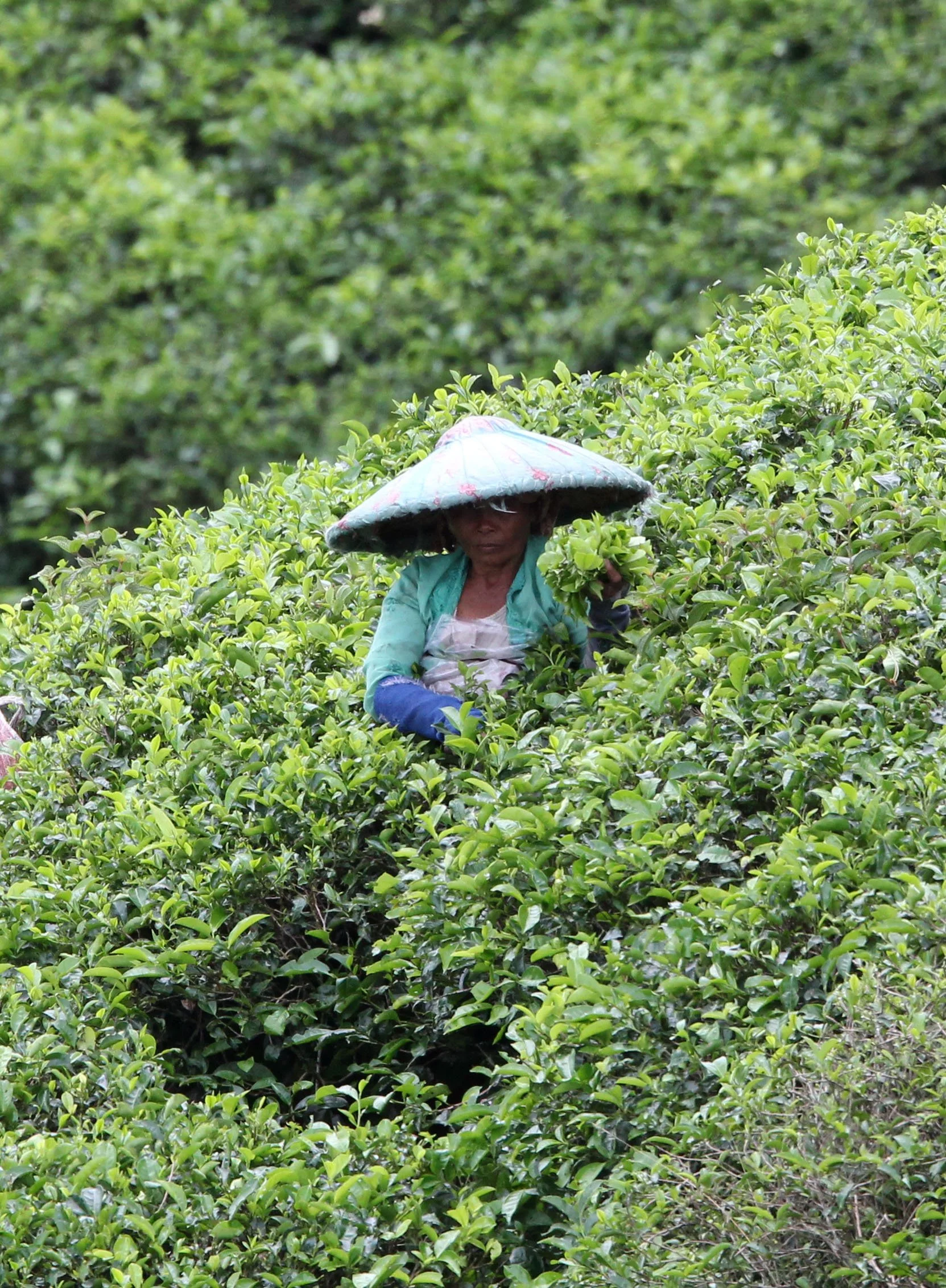 HALIMUN NATIONAL PARK JAVA BARAT INDONESIA (37).JPG