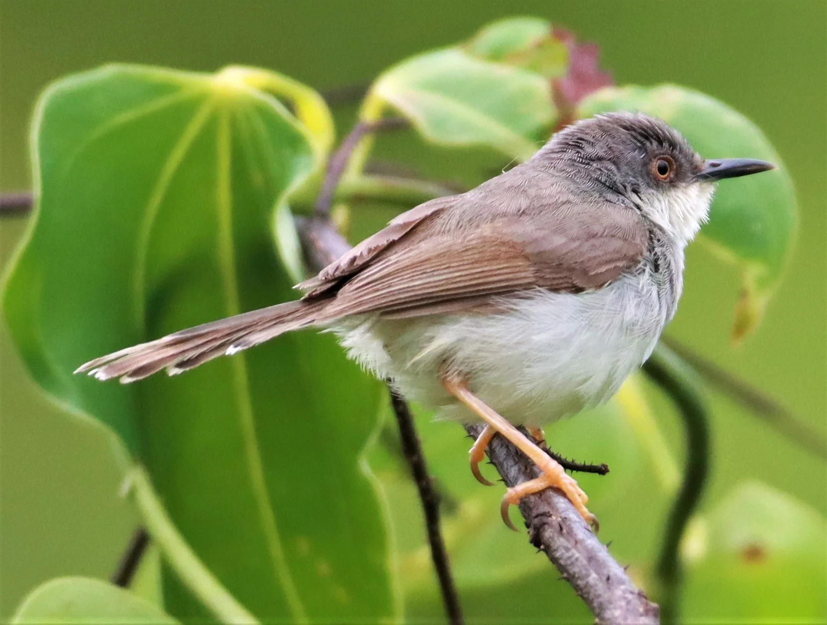 PRINIA - GREY-BREASTED PRINIA - Prinia hodgsonii - NONG YA PLONG PETCHABURI (10).jpg