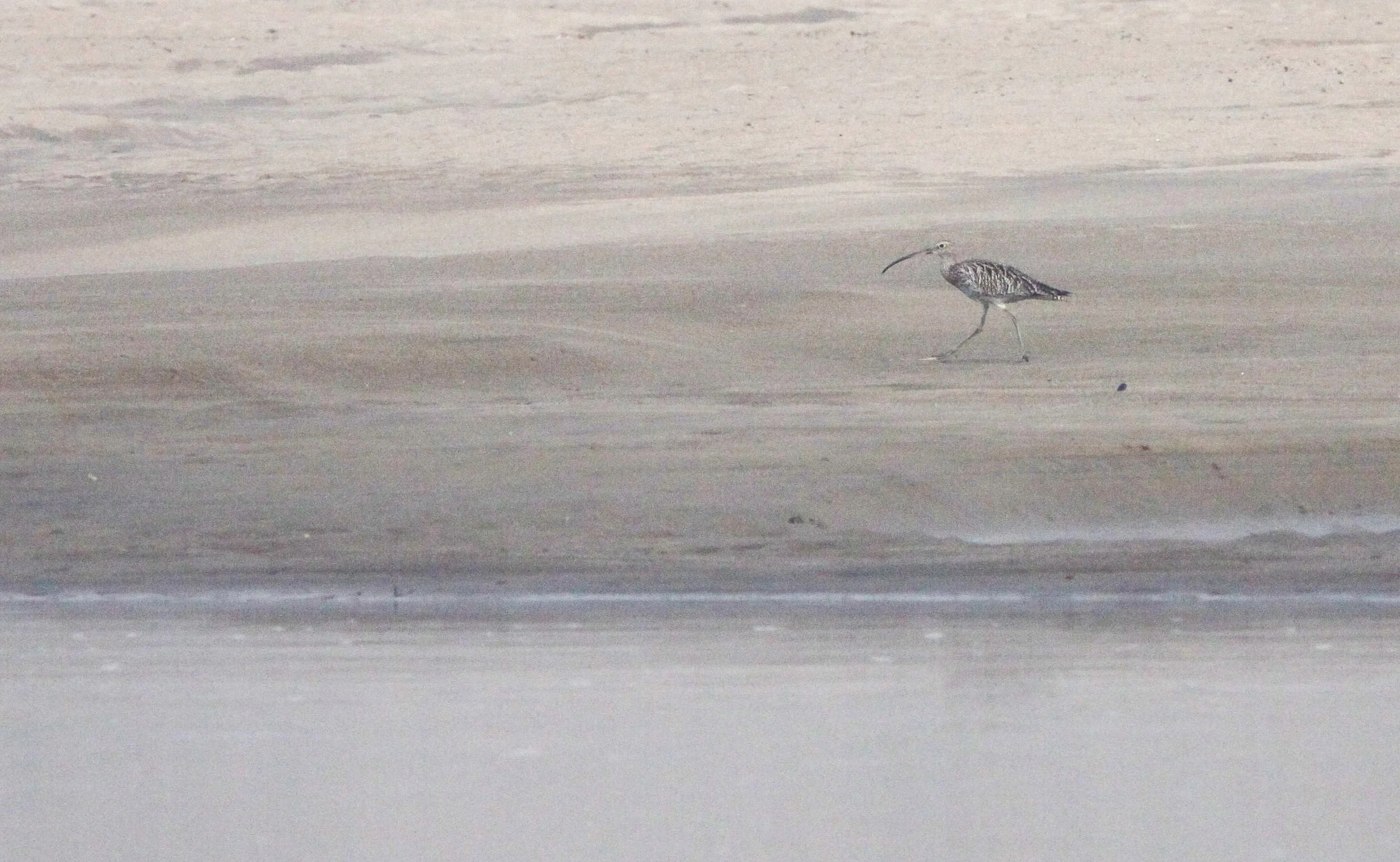 BIRD - CURLEW - EURASIAN CURLEW - NUMENIUS ARQUATA - NANJI HILL RESERVE - POYANG LAKE JIANXI PROVINCE CHINA (3).JPG