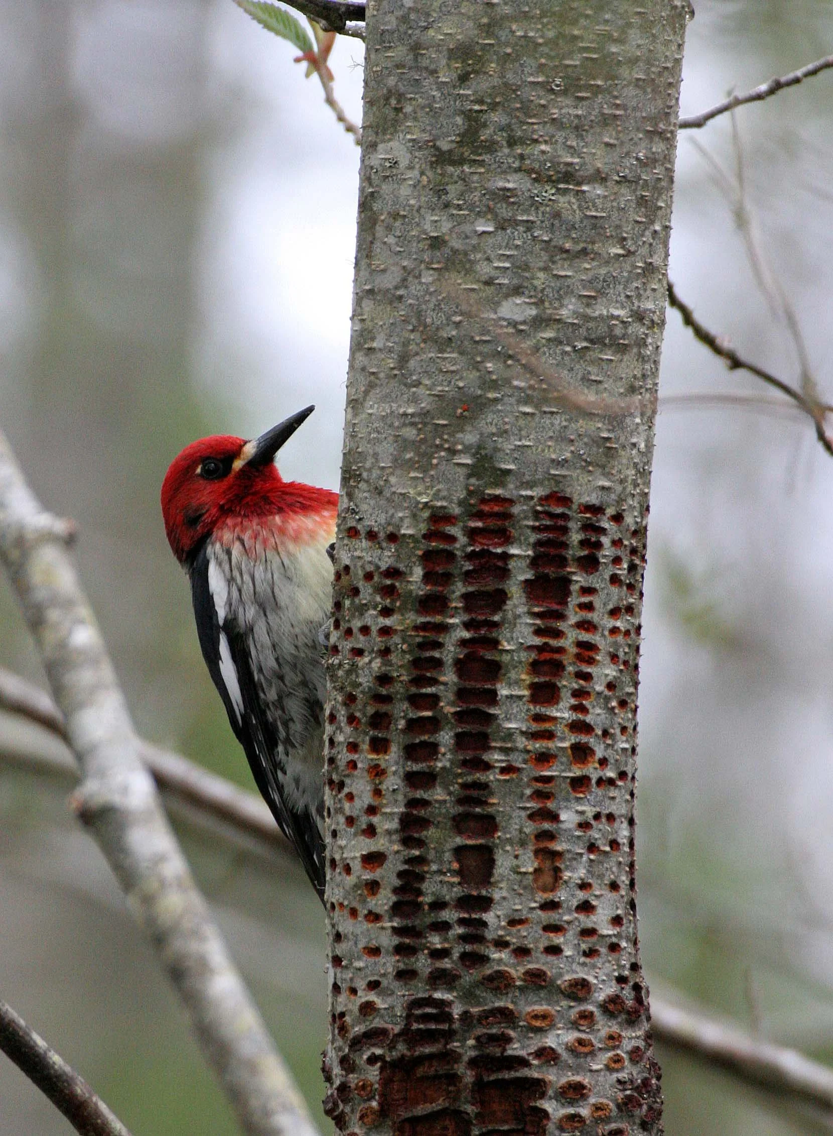 BIRD - WOODPECKER - SAPSUCKER - RED-BREASTED SAPSUCKER - SPHYRAPICUS RUBER - LAKE FARM TRAILS WA (8).JPG