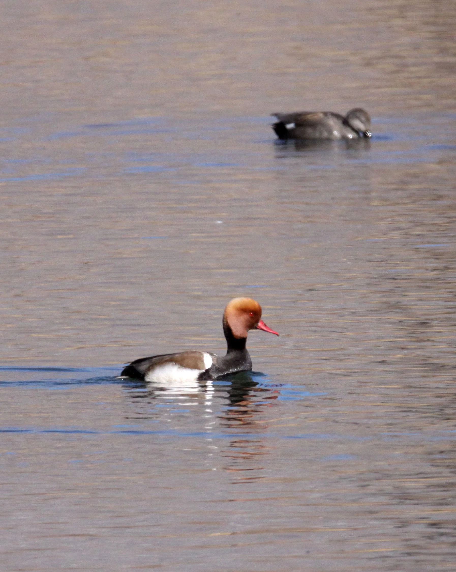 POCHARD - RED-CRESTED POCHARD - Netta rufina - CAO HAI WETLANDS PARK NEAR LIJIANG YUNNAN CHINA (43).JPG