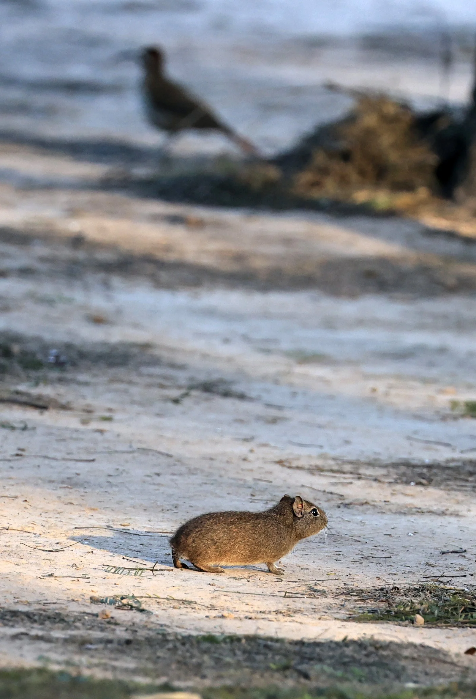 Lowland Yellow-Toothed Cavy (Galea leucoblephara) Hotel Iparoma Campestre Paraguay (39).jpg
