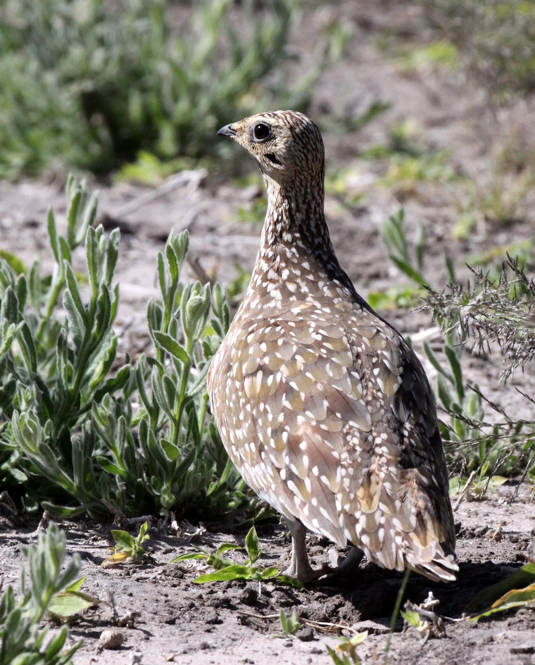 Burchell's Sandgrouse (Pterocles burchelli) Chobe NP Botswana (2).JPG