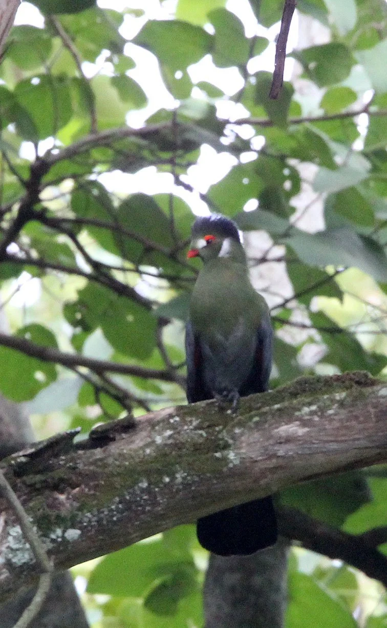 White-cheeked Turaco (Menelikornis leucotis) Langano Lake Ethiopia (15).JPG