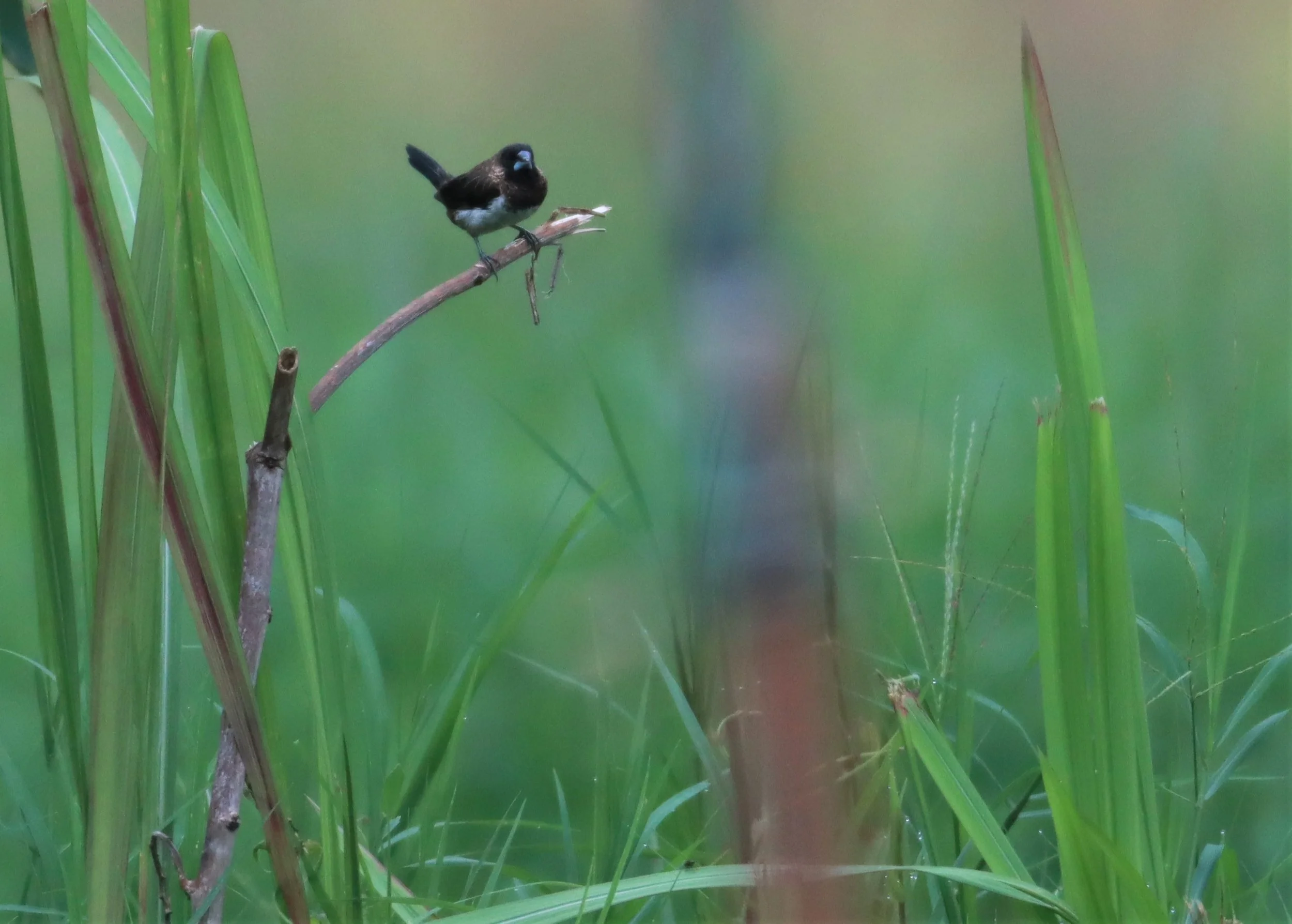 MUNIA - Lonchura striata - WHITE-RUMPED MUNIA - DOI ANG KHANG CHIANG MAI (2).jpg