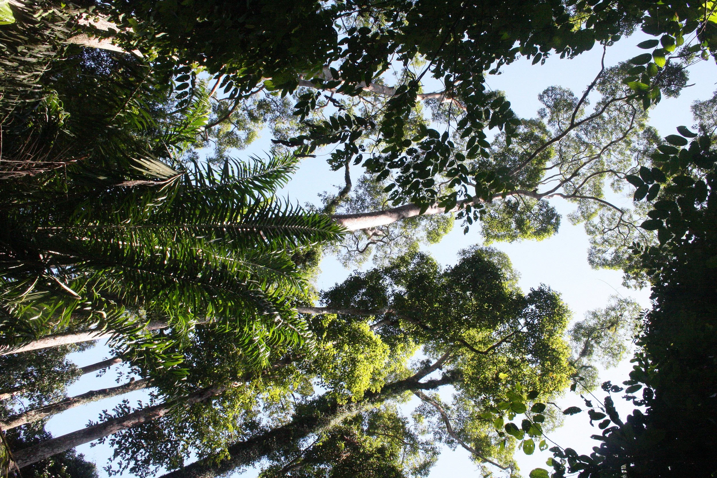 SEPILOK VIRGIN FOREST PRESERVE (4).JPG