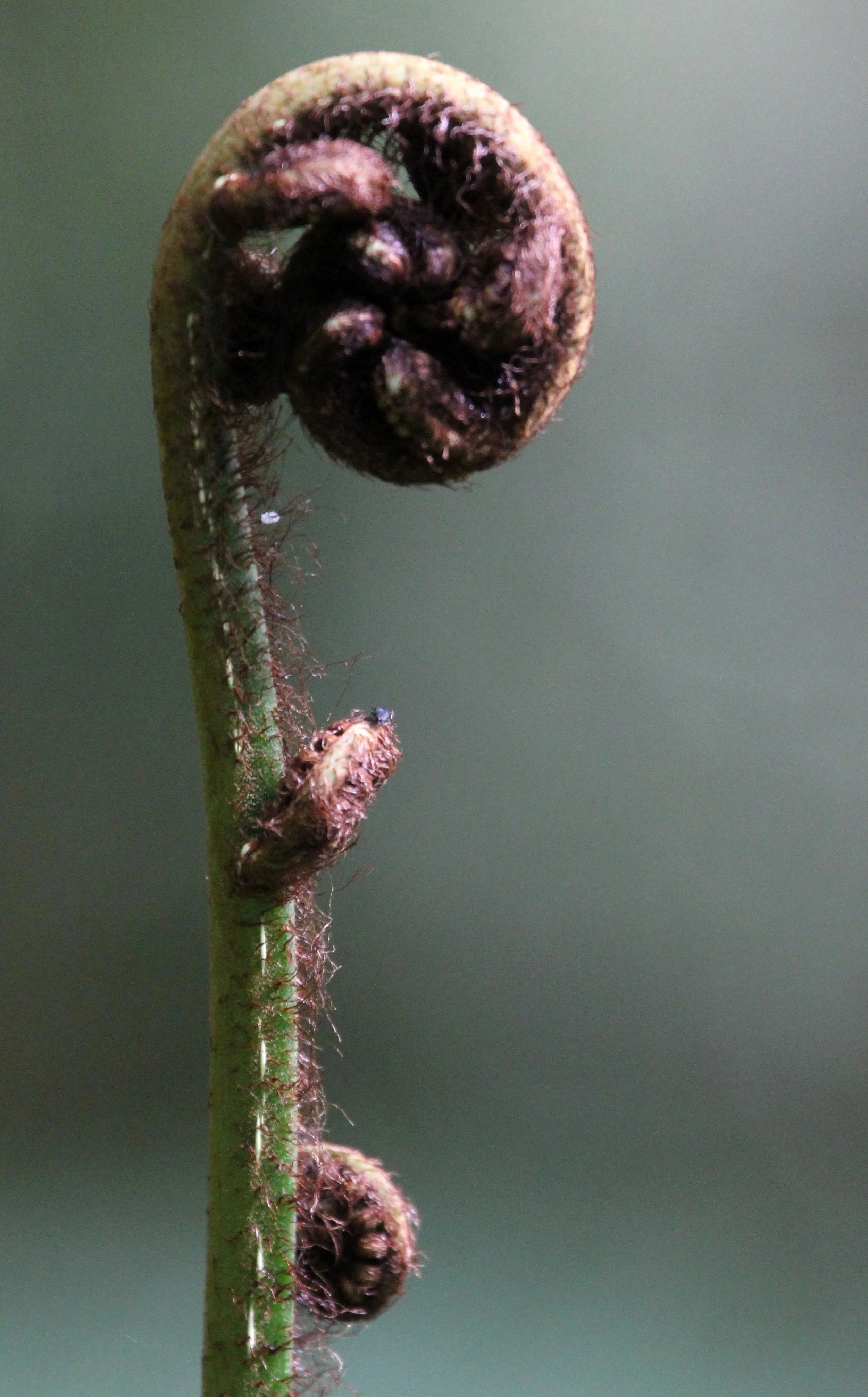 HALIMUN NATIONAL PARK JAVA BARAT INDONESIA (2).JPG