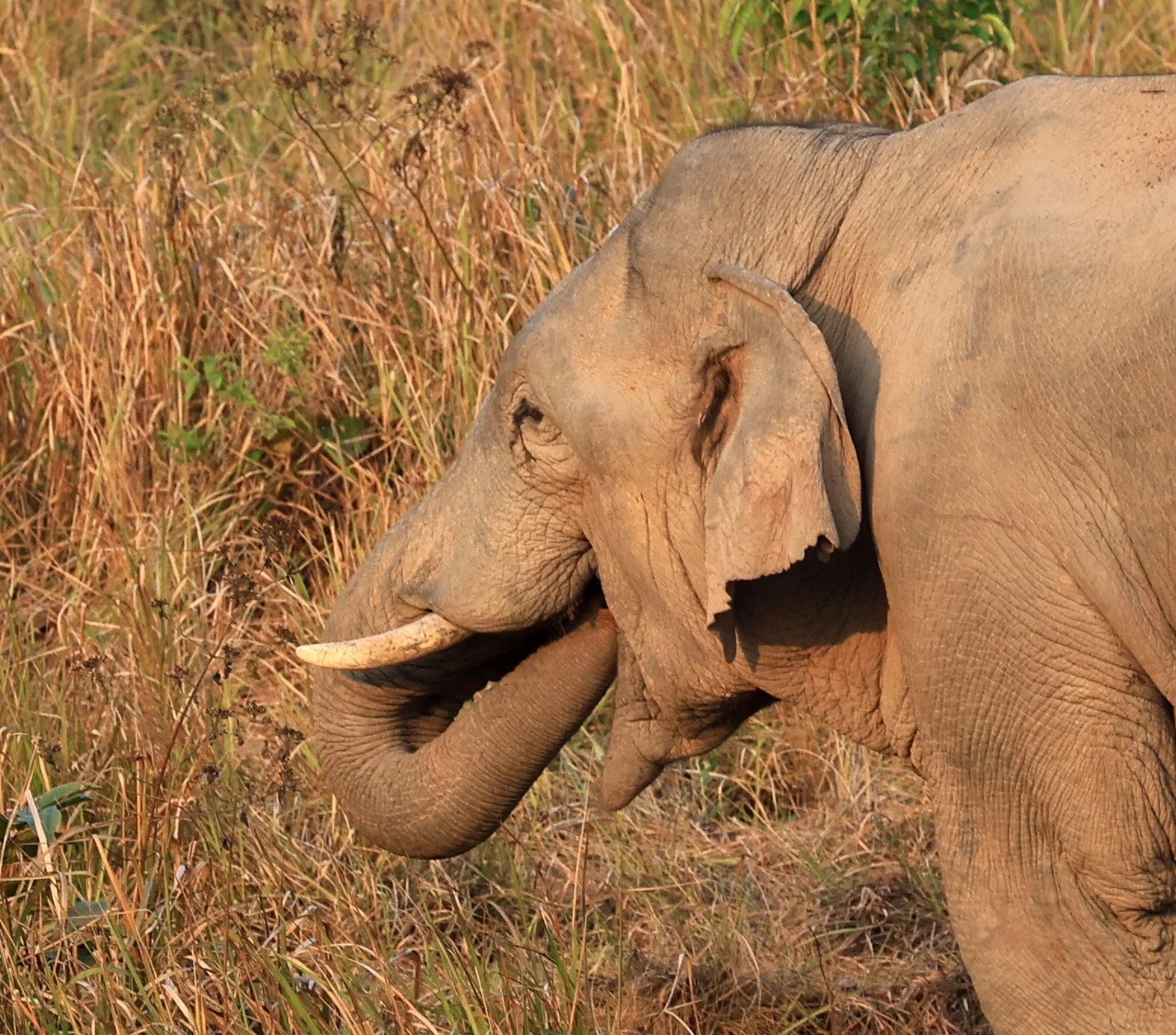 Asian Elephant (Elephas maximus) Khao Yai National Park, Thailand (3).jpg