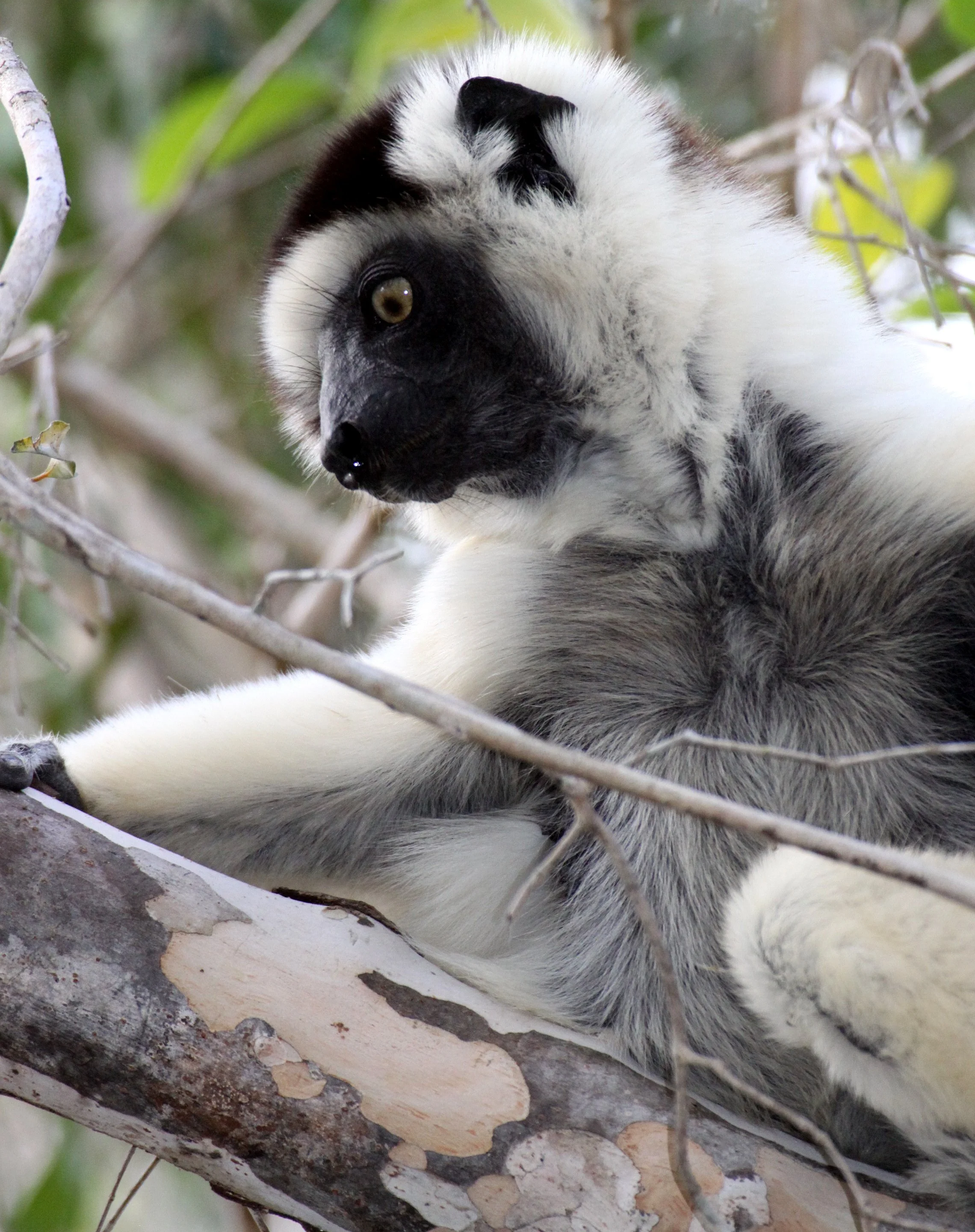 INDRIIDAE - Propithecus verreauxi - VERREAUX'S SIFAKA - KIRINDY NATIONAL PARK - MADAGASCAR (37).JPG