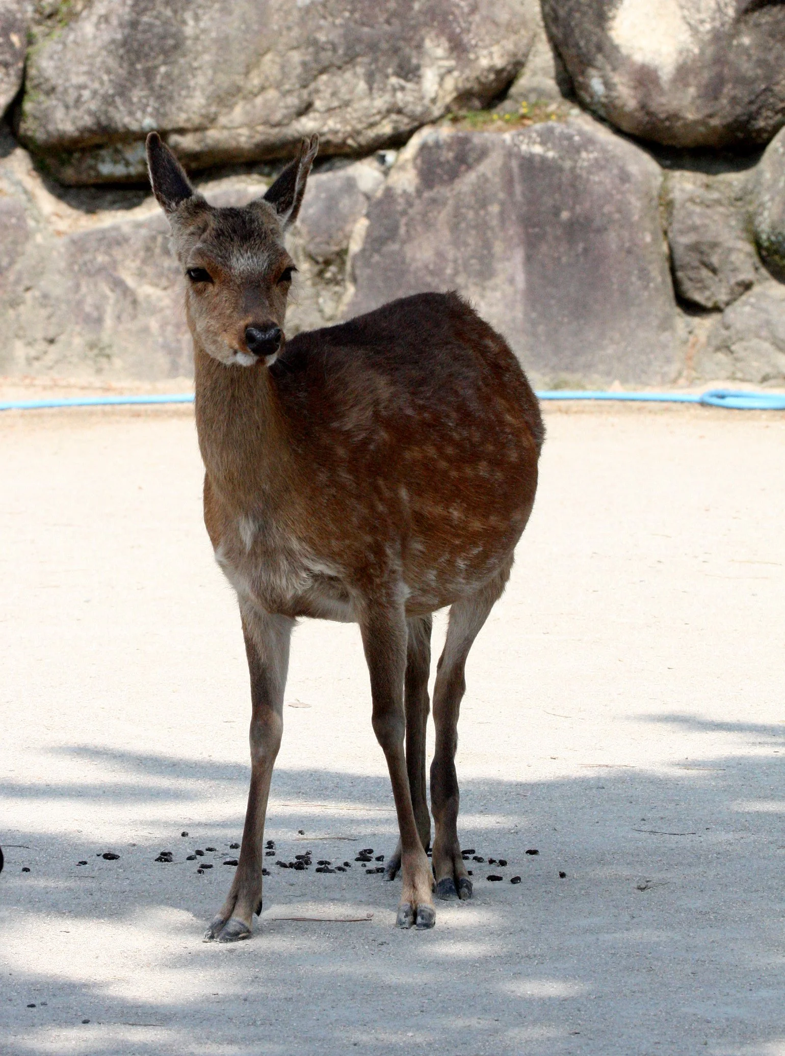 CERVID - DEER - SIKA DEER - JAPANESE SIKA DEER - CERVUS NIPPON NIPPON - MIYAJIMA ISLAND JAPAN (23).JPG