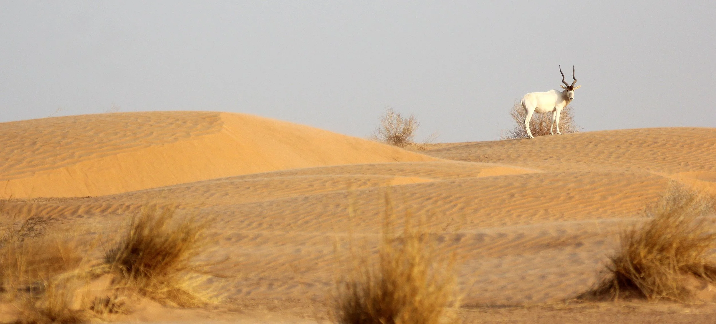 ADDAX - Addax nasomaculatus - JEBIL NATIONAL PARK TUNISIA (165).JPG