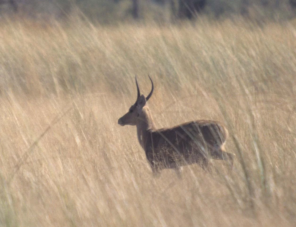 BOVID - REEDBUCK - UGANDA  (2).jpg