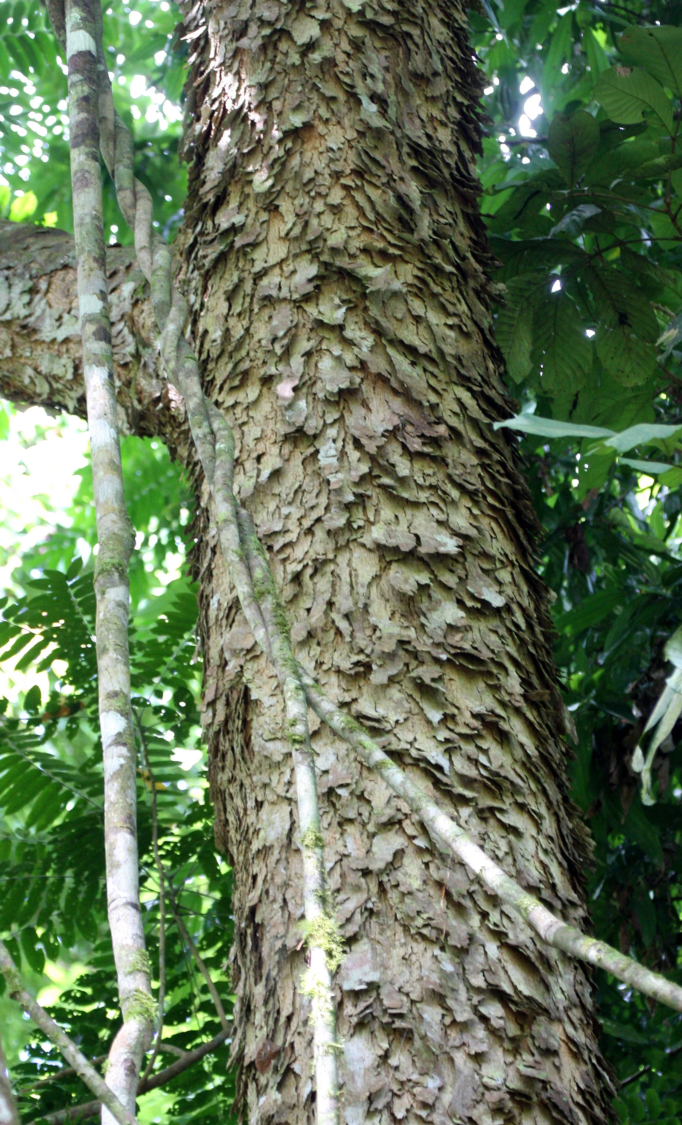 KRUNG CHIN THAILAND - TREE SPECIES A (2).JPG