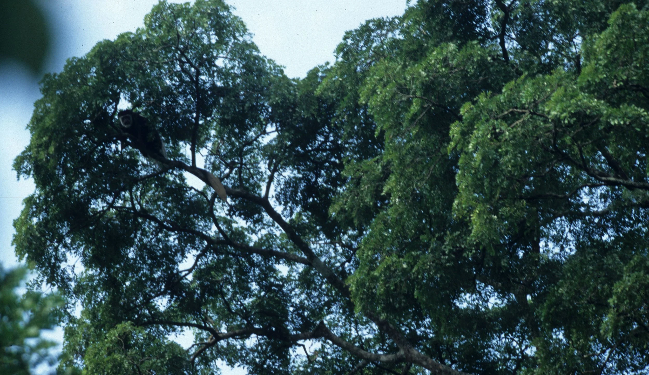 PRIMATE - BLACK AND WHITE COLOBUS - UGANDAD A.jpg