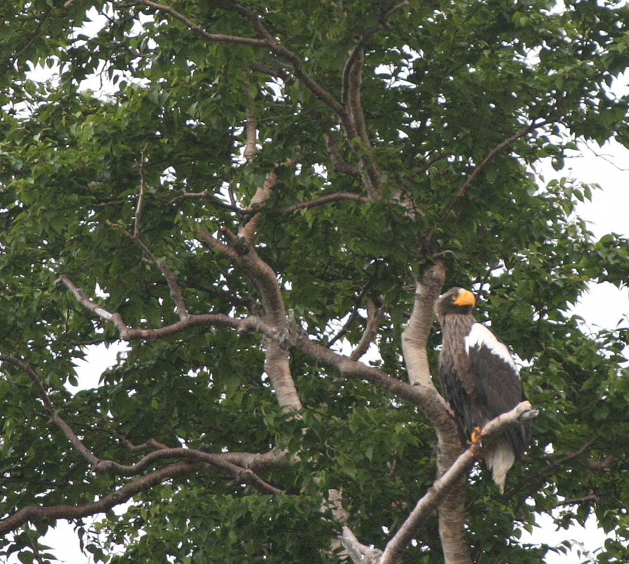 Haliaeetus pelagicus - STELLERS SEA EAGLE - ON KAMCHATKA COASTLINE - RUSSIA (109).jpg