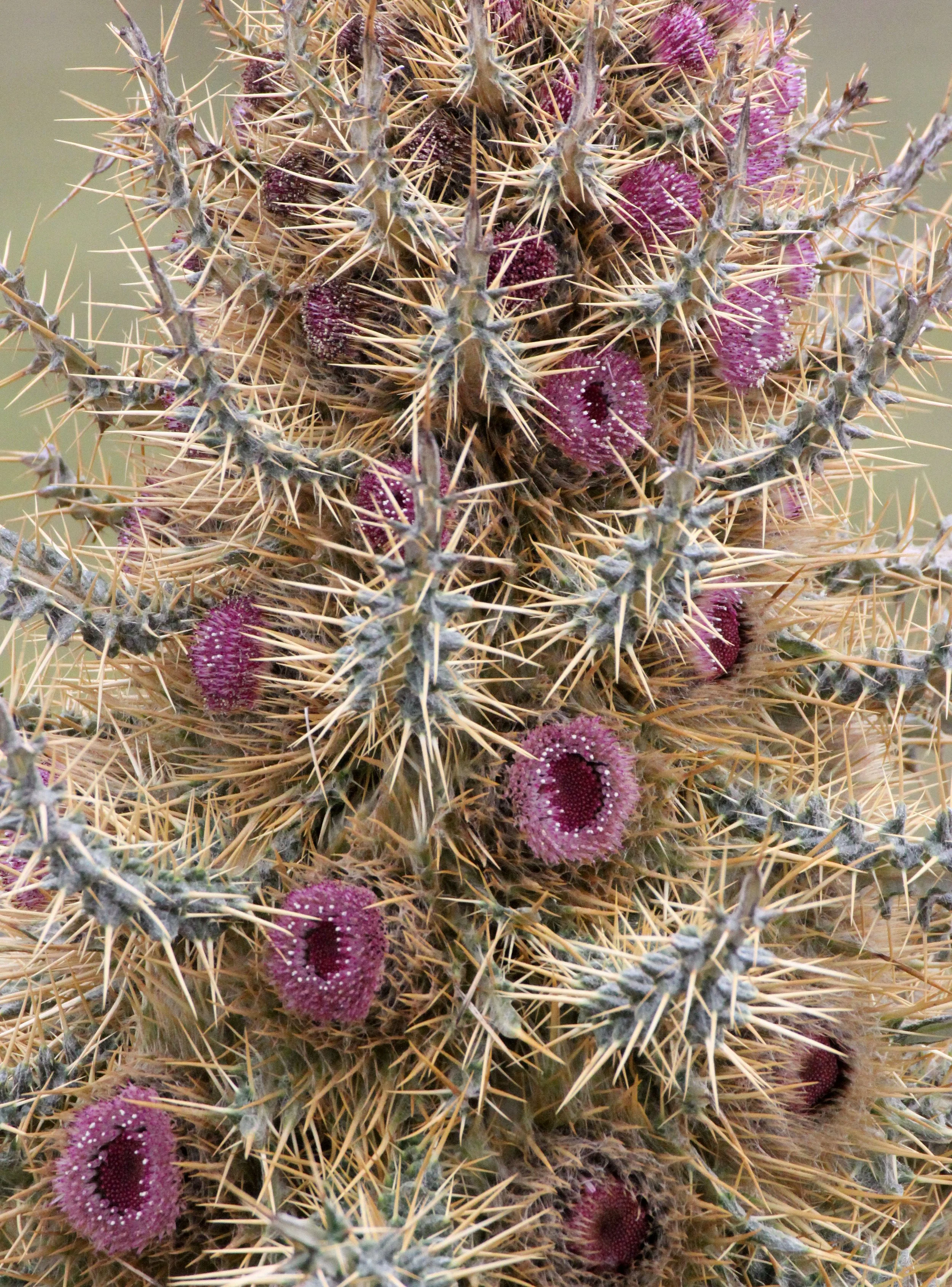BALE MOUNTAINS NATIONAL PARK ETHIOPIA (81).JPG