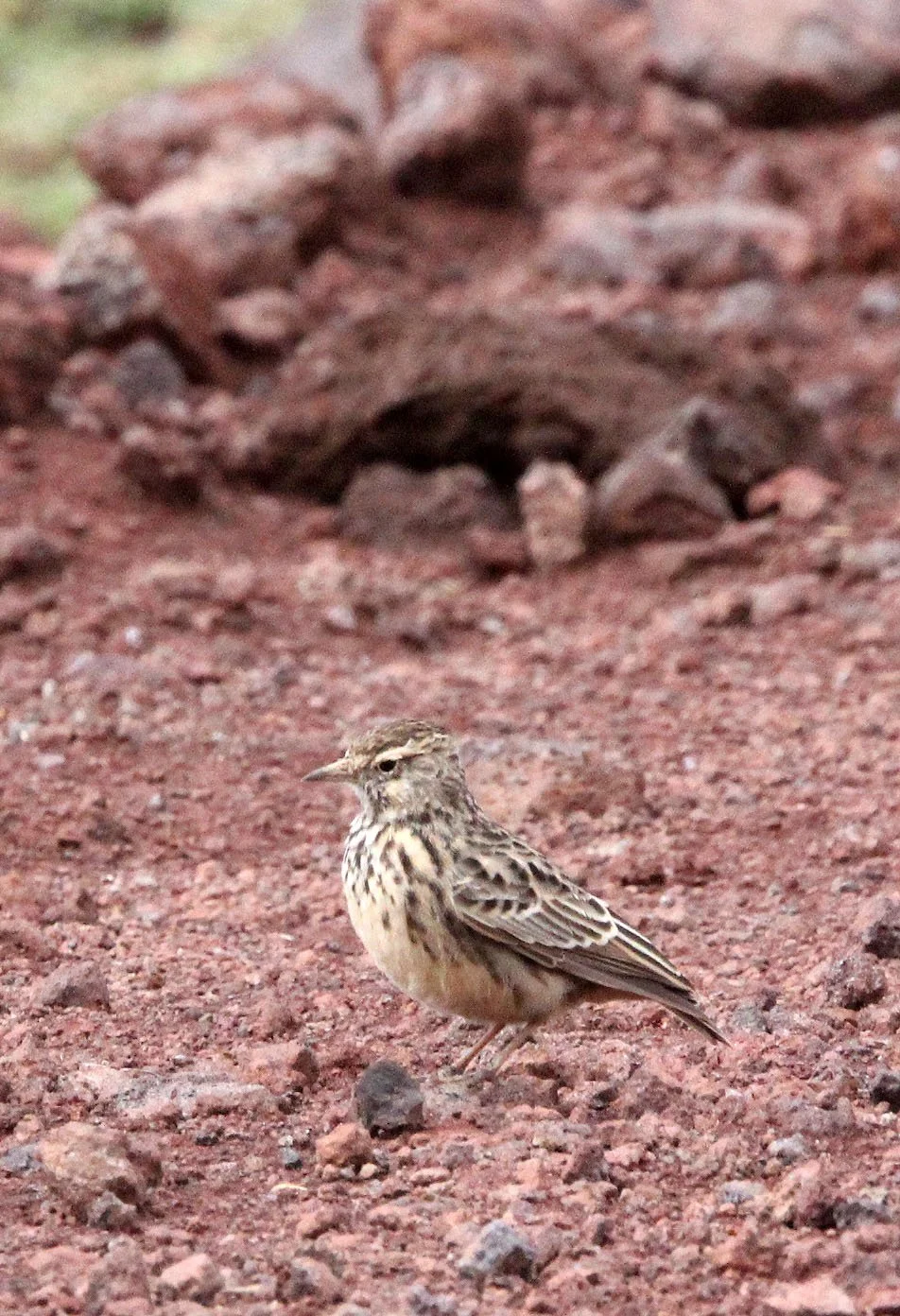 Abyssinian longclaw (Macronyx flavicollis) Bale Mountains Ethiopia