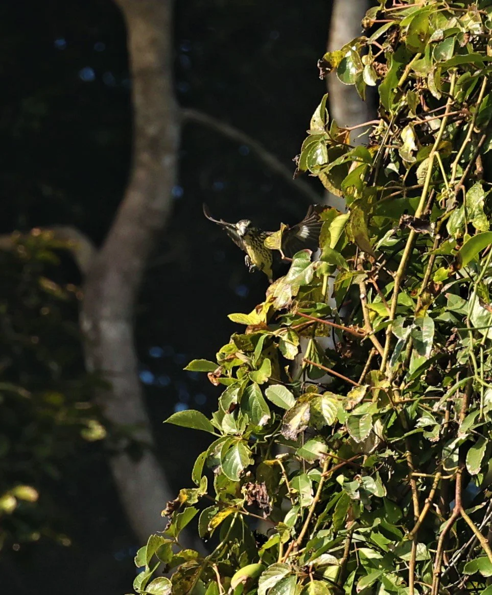 Spot-winged Grosbeak (Mycerobas melanozanthos) Fang Hotsprings Chiang Mai Thailand (38).jpg