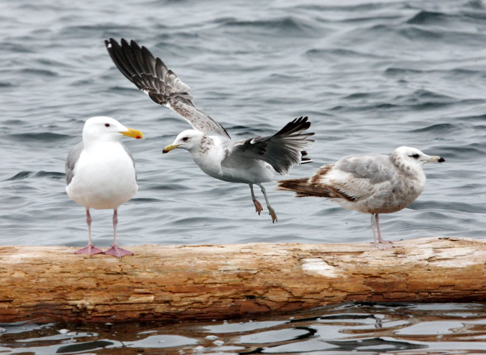BIRD - GULL - RING-BILLED GULL WITH GLAUCOUS-WINGED GULL - KNIGHT'S INLET BRITISH COLUMBIA.JPG