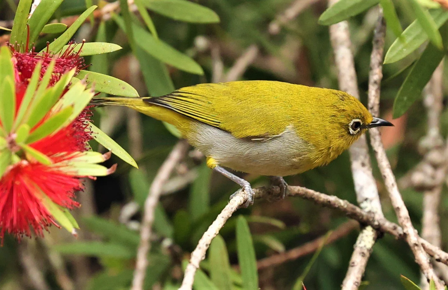Indian White-eye (Zosterops palpebrosus) Doi Ang Kang Chiang Mai (32).jpg