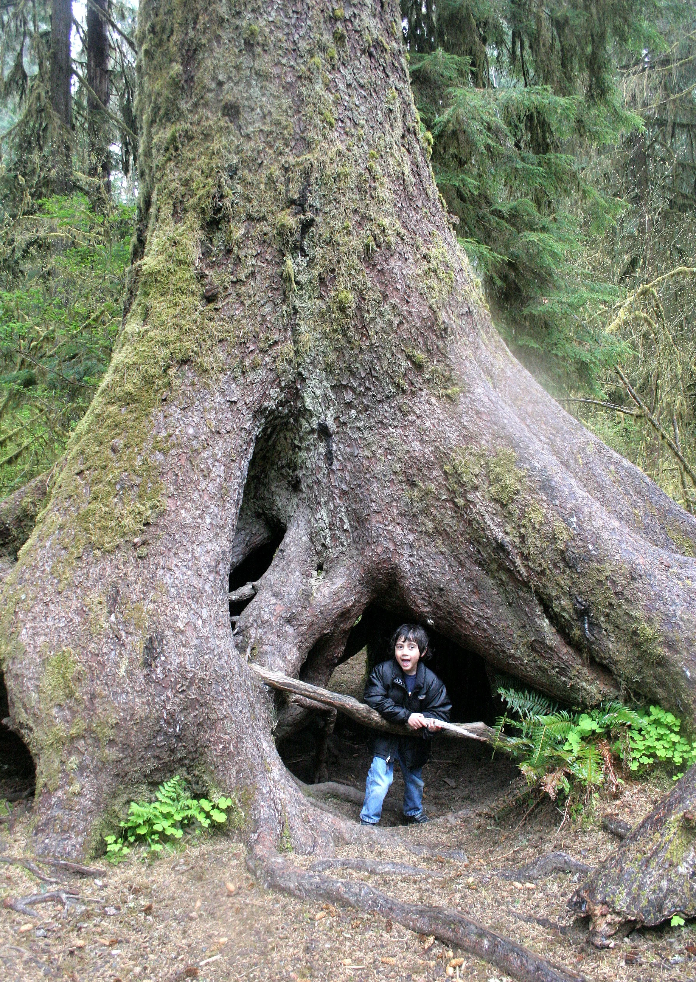 2008-5-10 HOH RIVER VALLEY TREK (8).JPG