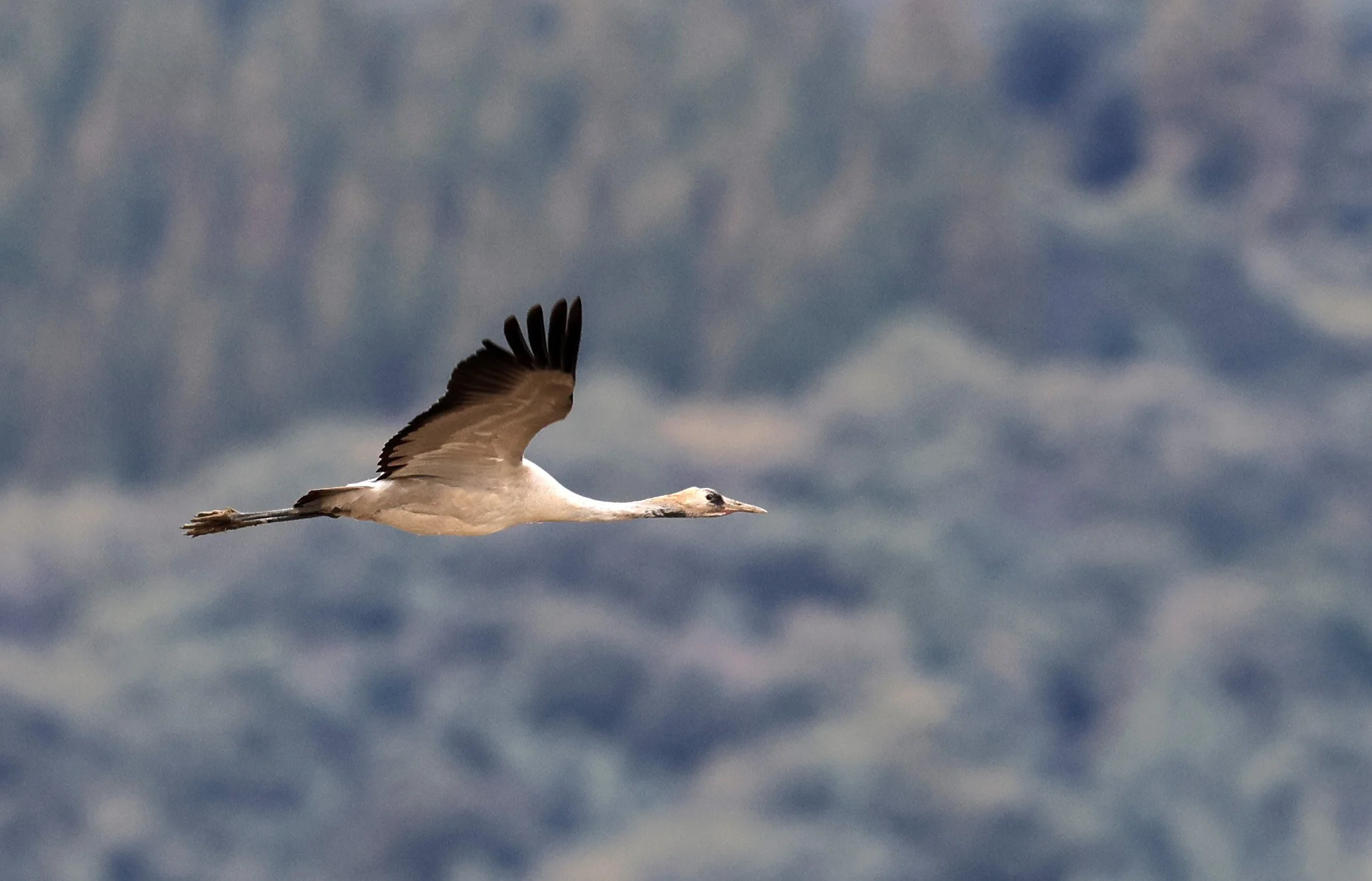 Hooded Crane (Grus monacha) Izumi Crane Park & Center, Izumi Kagoshima Kyushu Japan (154).jpg