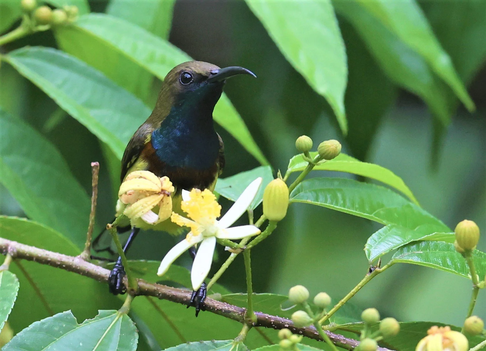 SUNBIRD - OLIVE-BACKED SUNBIRD - Nectarinia jugularis - KAENG KRACHAN NATIONAL PARK 16 OCT 2021 (79).jpg