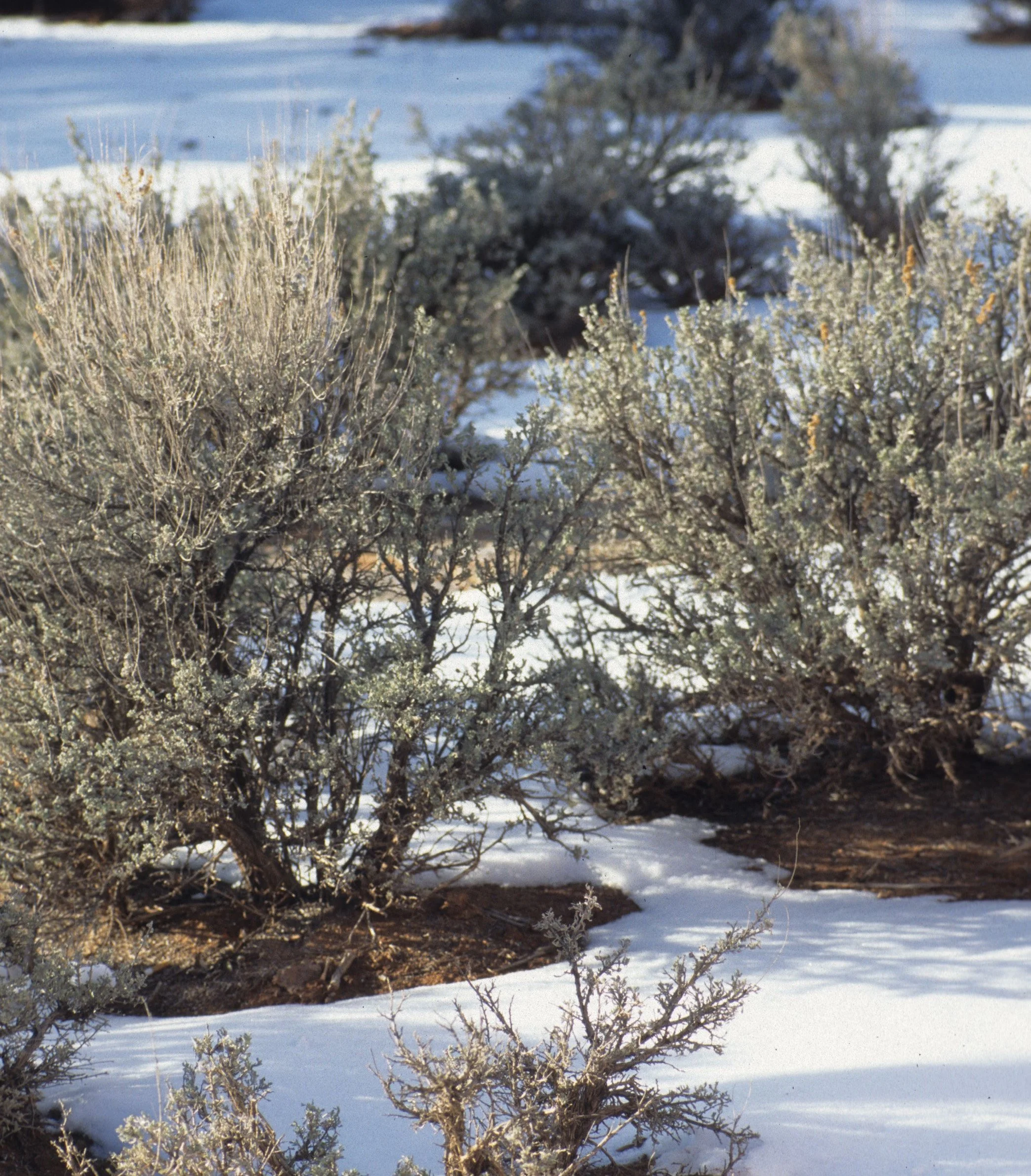 ARIZONA - GRAND CANYON - SOUTH RIM VIEW - ARTEMISIA TRIDENTATA - SAGEBRUSH B.jpg