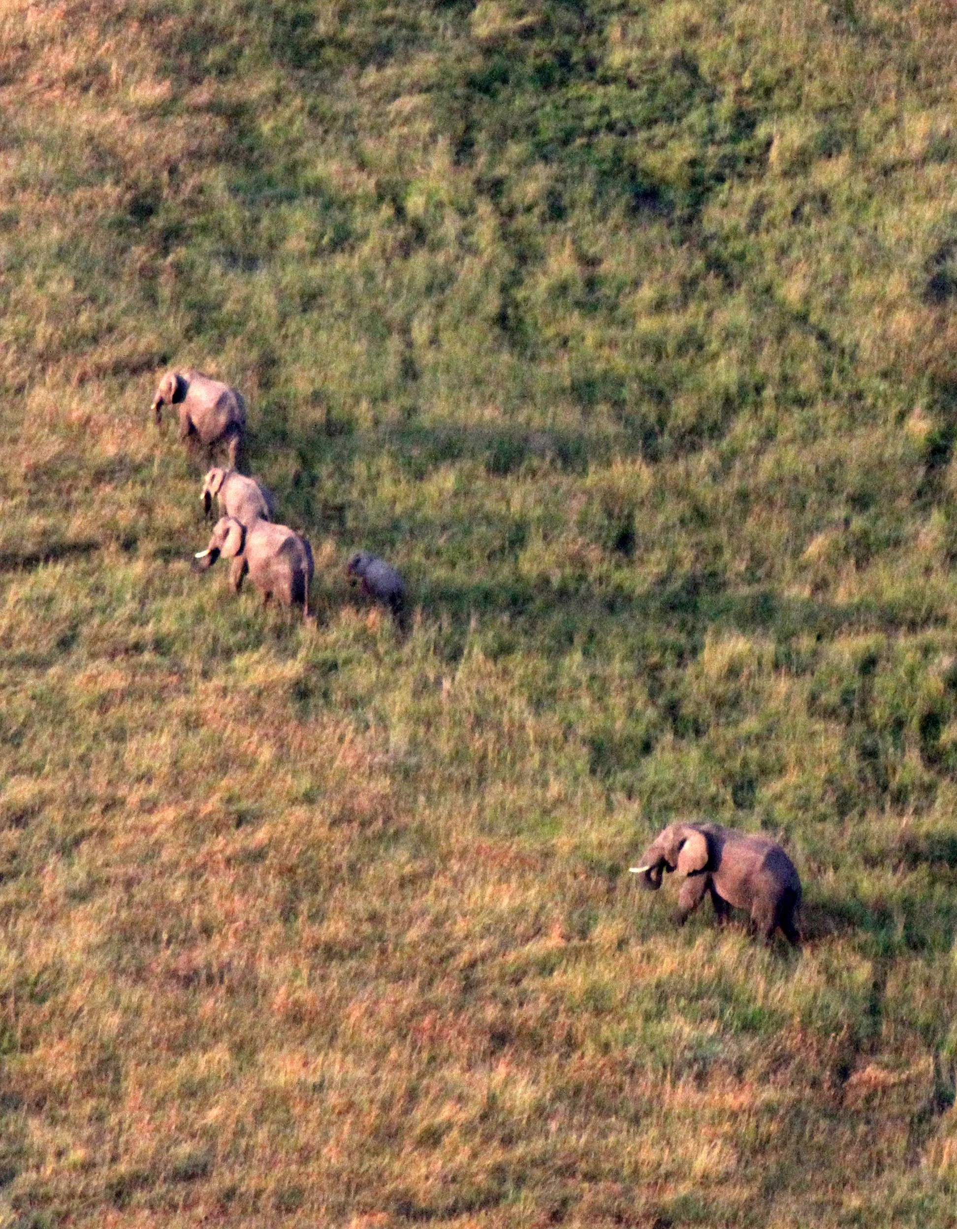 ELEPHANT - MASAI MARA NATIONAL PARK KENYA (47).JPG