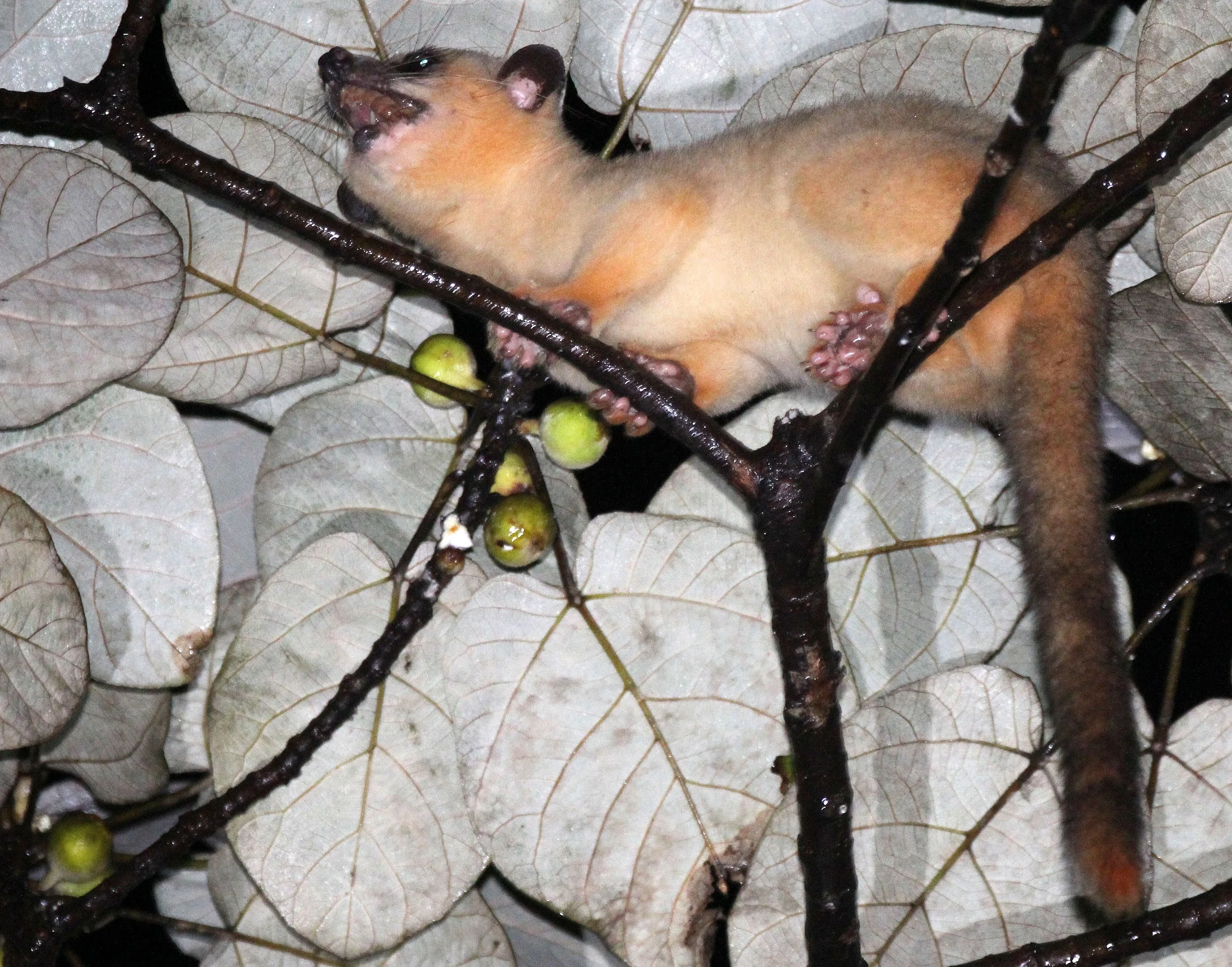 Arctogalidia trilineata - Javan Small-toothed Palm Civet - HALIMUN NATIONAL PARK JAVA BARAT INDONESIA (7).JPG
