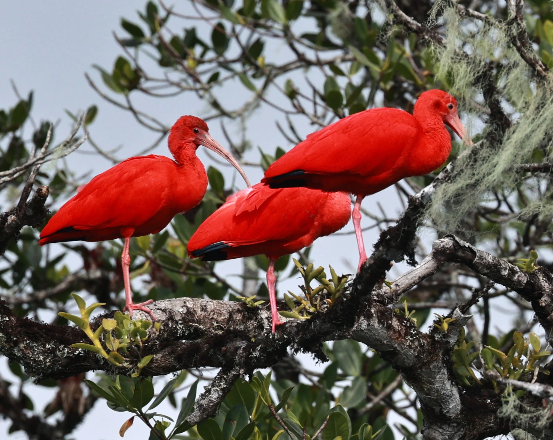 Scarlet Ibis (Eudocimus ruber) Superagüi National Park, Brazil (15).jpg