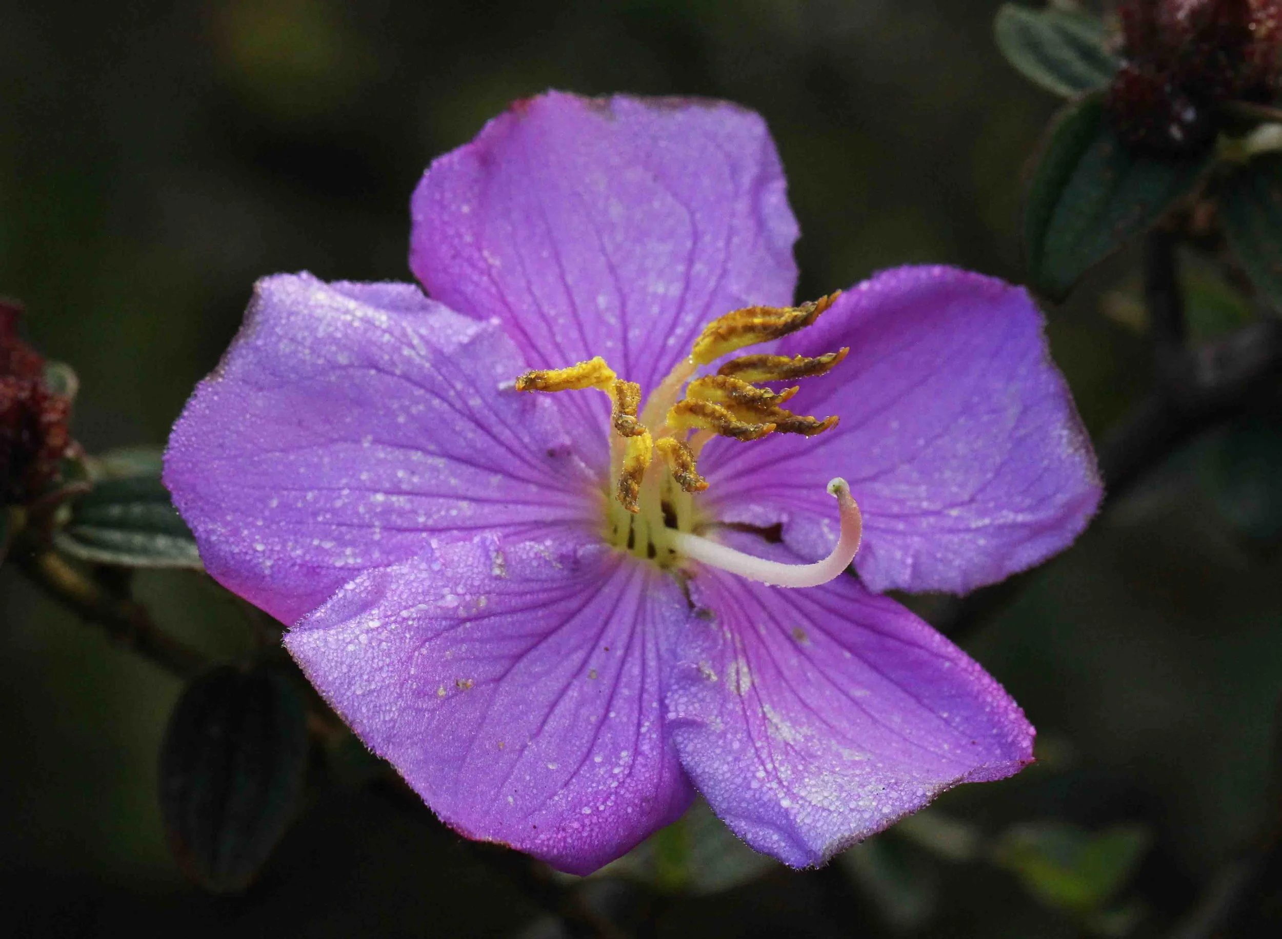 NUWARA ELIYA， HORTON PLAINS NATIONAL PARK,  SRI LANKA (14).JPG