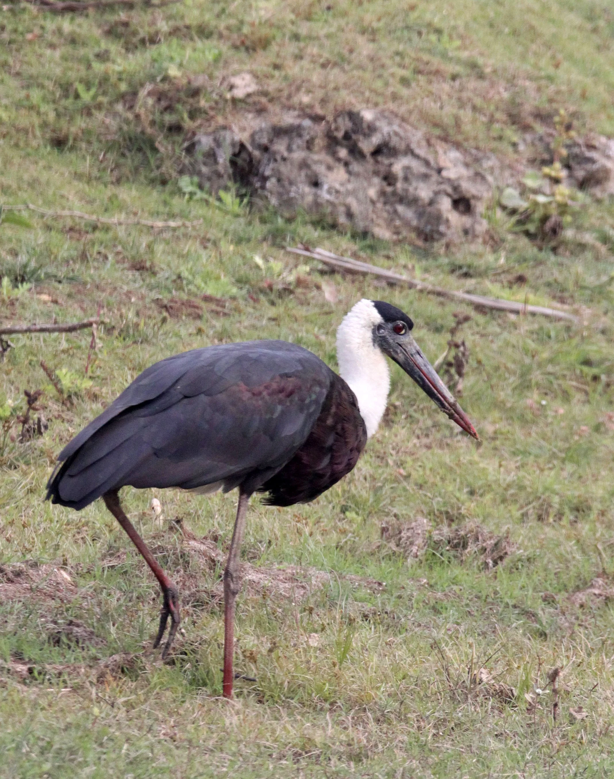 STORK - WOOLLY-NECKED STORK - Ciconia episcopus - CHAMBAL RIVER SANCTUARY INDIA (7).JPG