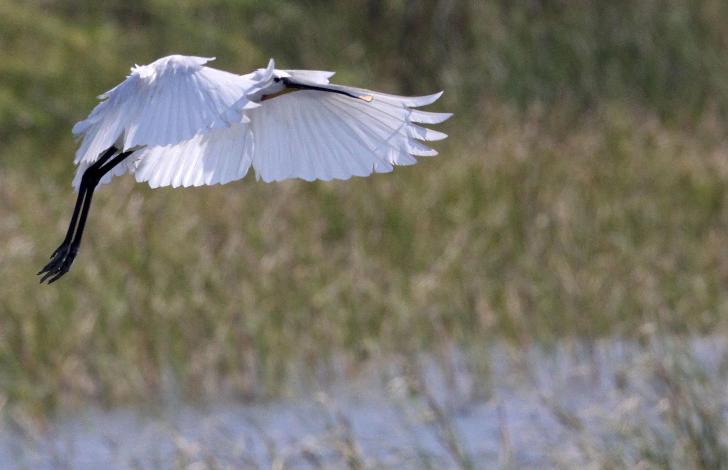 SPOONBILL - EURASIAN SPOONBILL - Platalea leucorodia - LITTLE RANN OF KUTCH GUJARAT INDIA (29).JPG