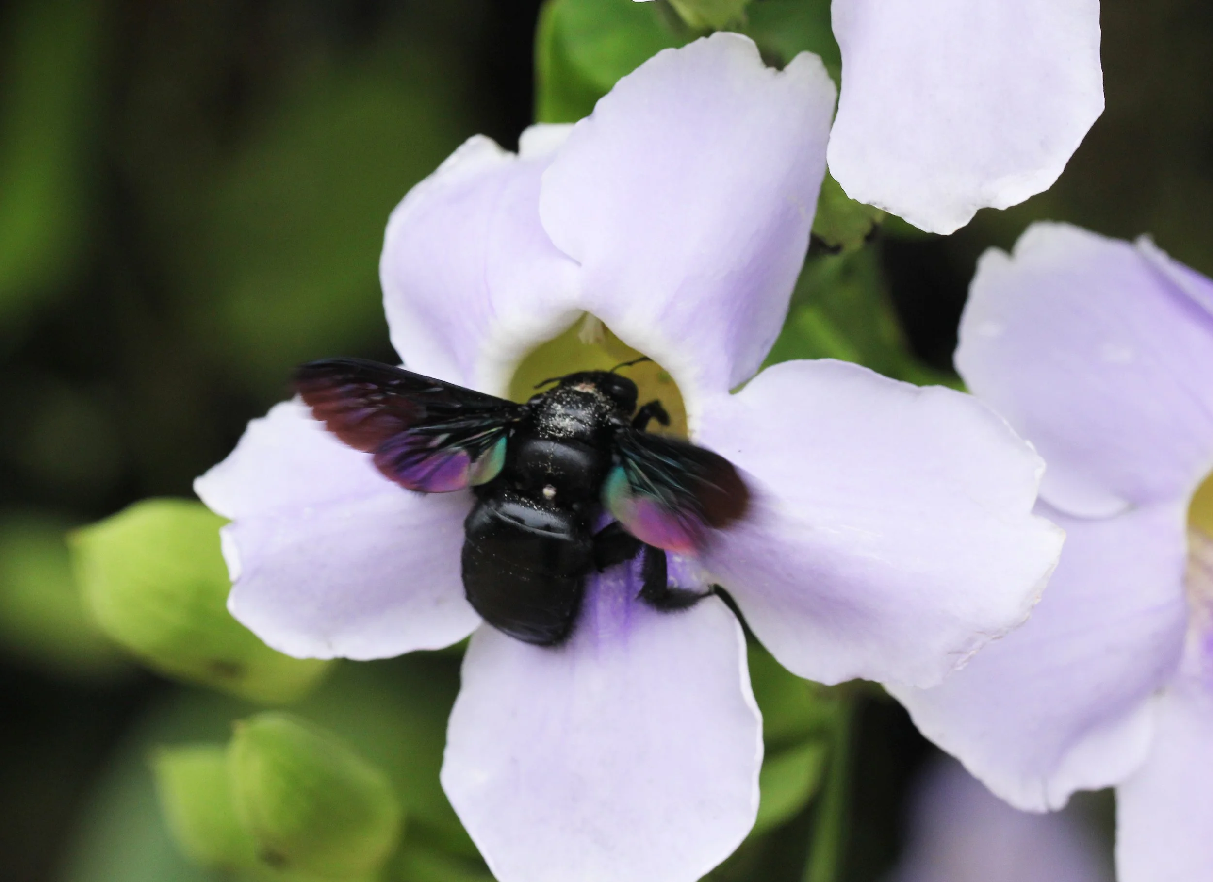 2015 Koh Lanta Summer Misc Images (142).JPG