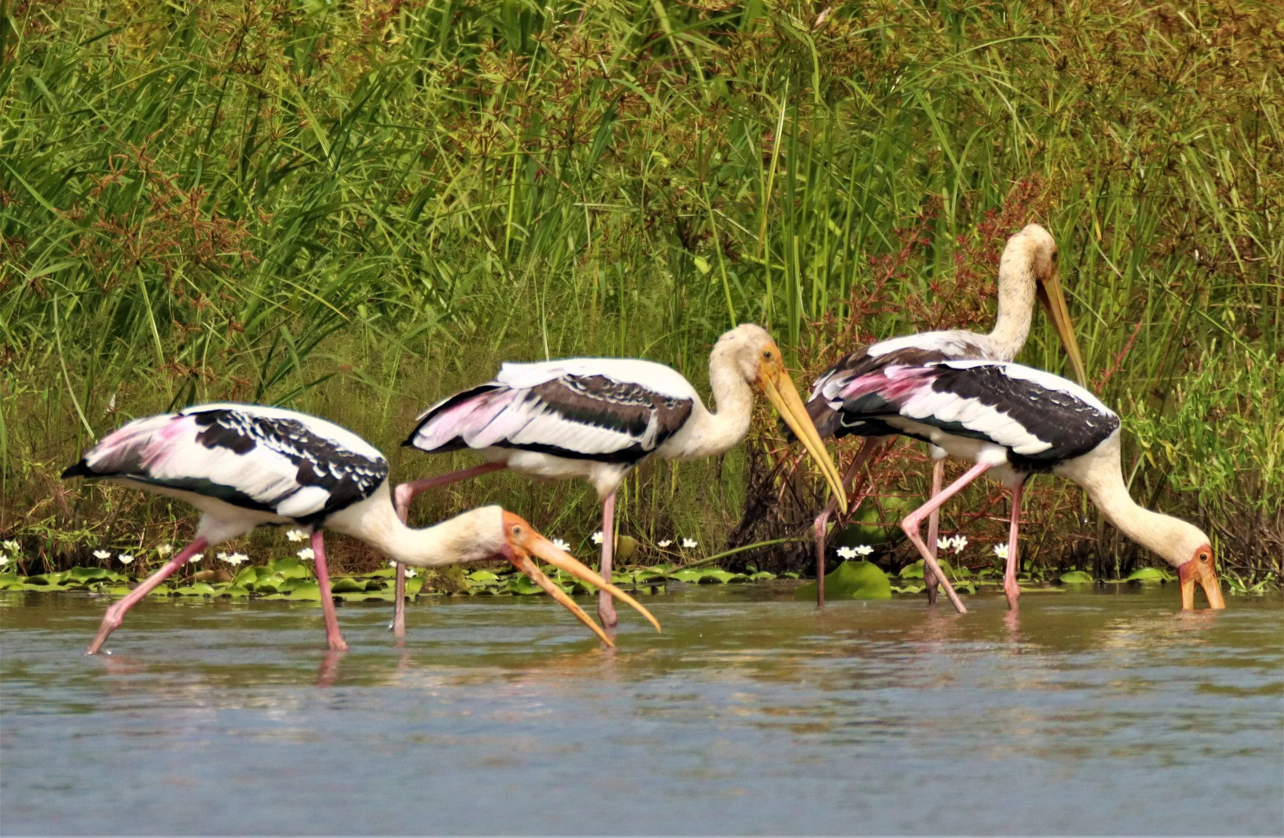 STORK - PAINTED STORK - Mycteria leucocephala - BUENG BORAPHET NAKHON SAWAN AUGUST 2021 (41).jpg