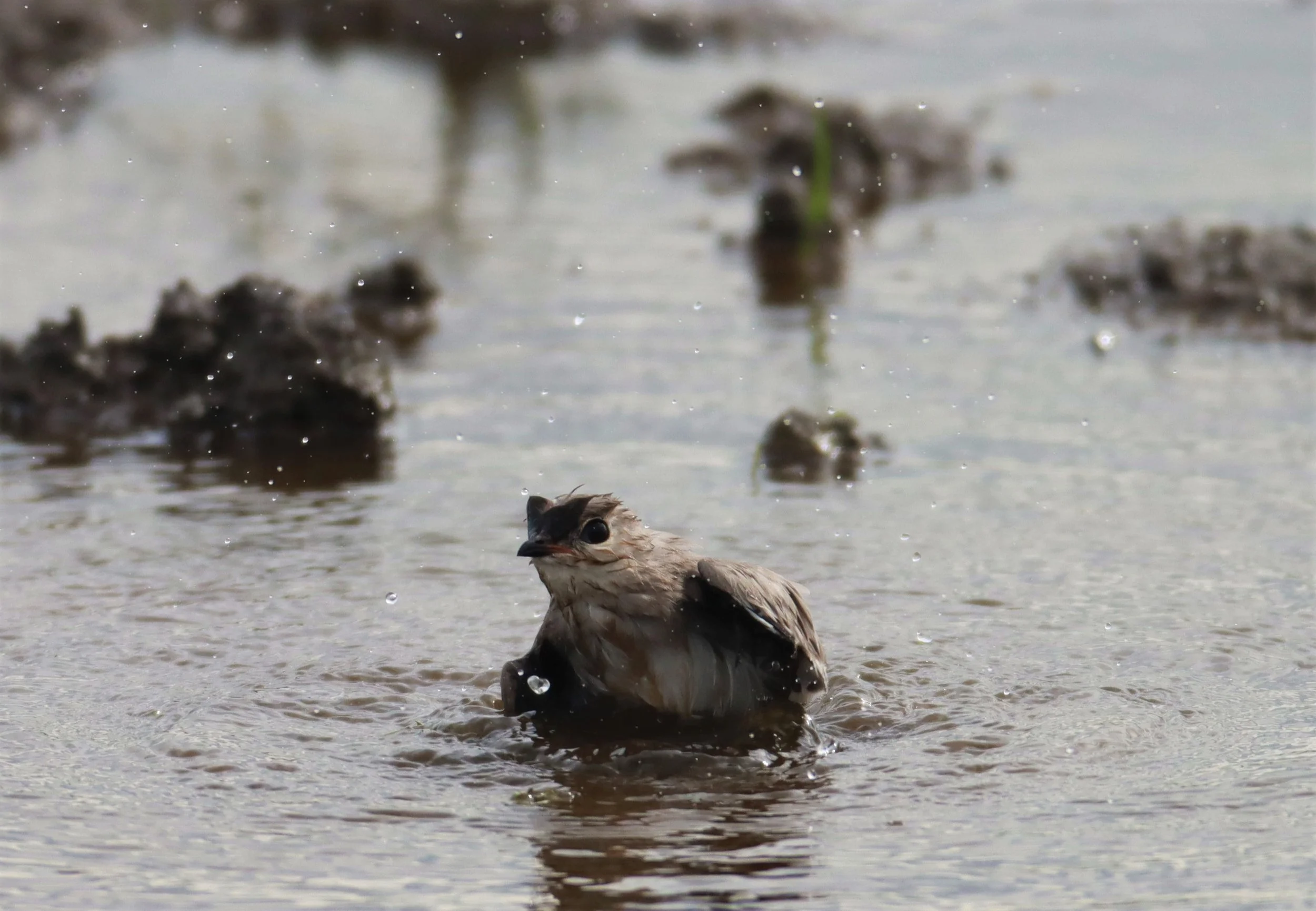 PRATINCOLE - SMALL PRATINCOLE - Glareola lactea - BANG KHAEM NAKHON PATHOM (5).jpg