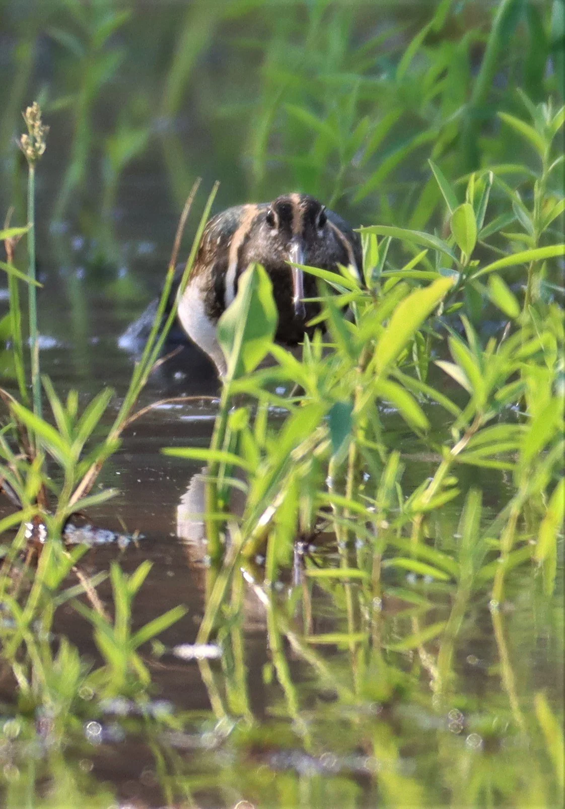 SNIPE - GREATER PAINTED SNIPE - Rostratula benghalensis - PATHUM THANI RICE RESE (16).JPG