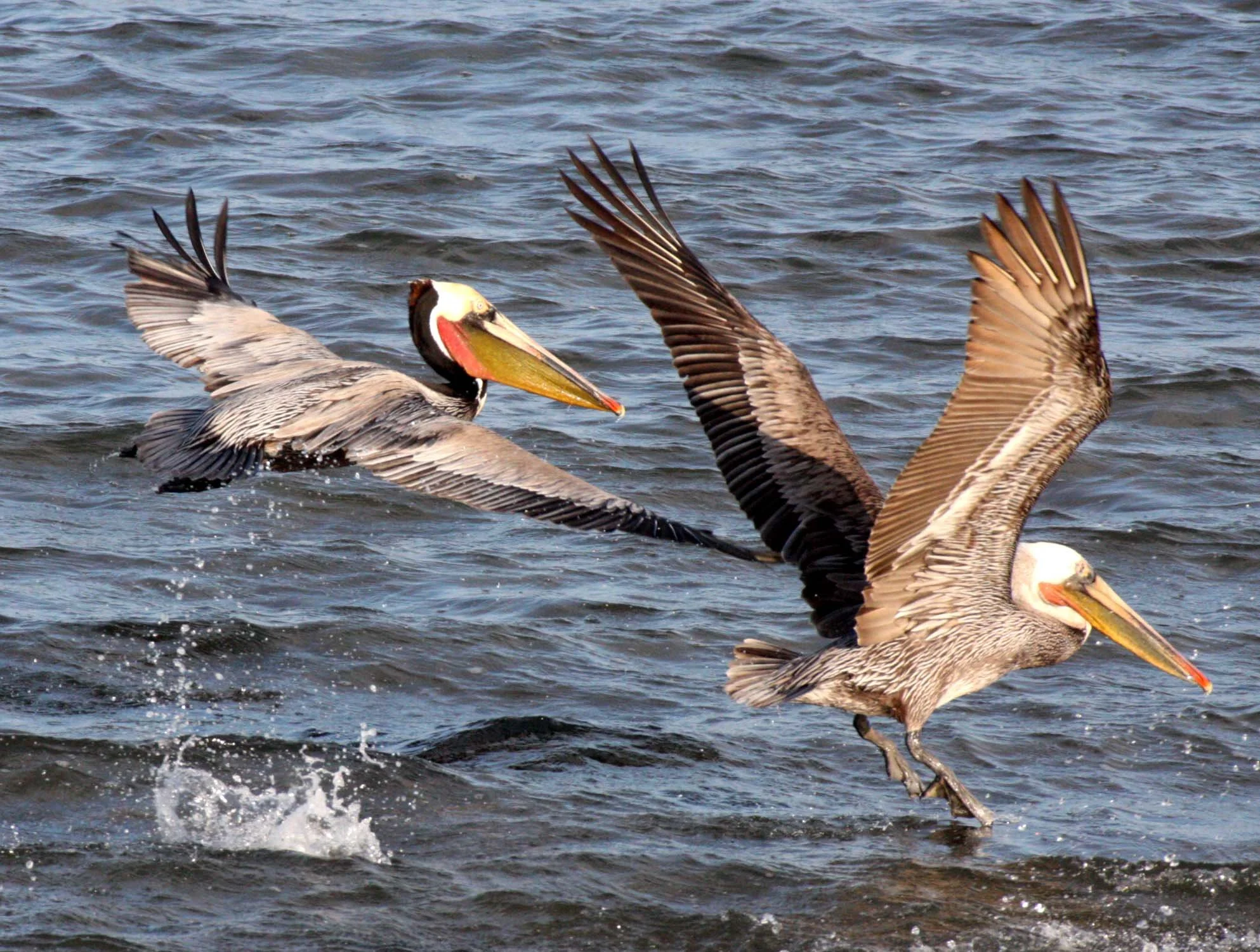 Pelecanus occidentalis - BROWN PELICAN - SAN IGNACIO LAGOON BAJA MEXICO (50).JPG