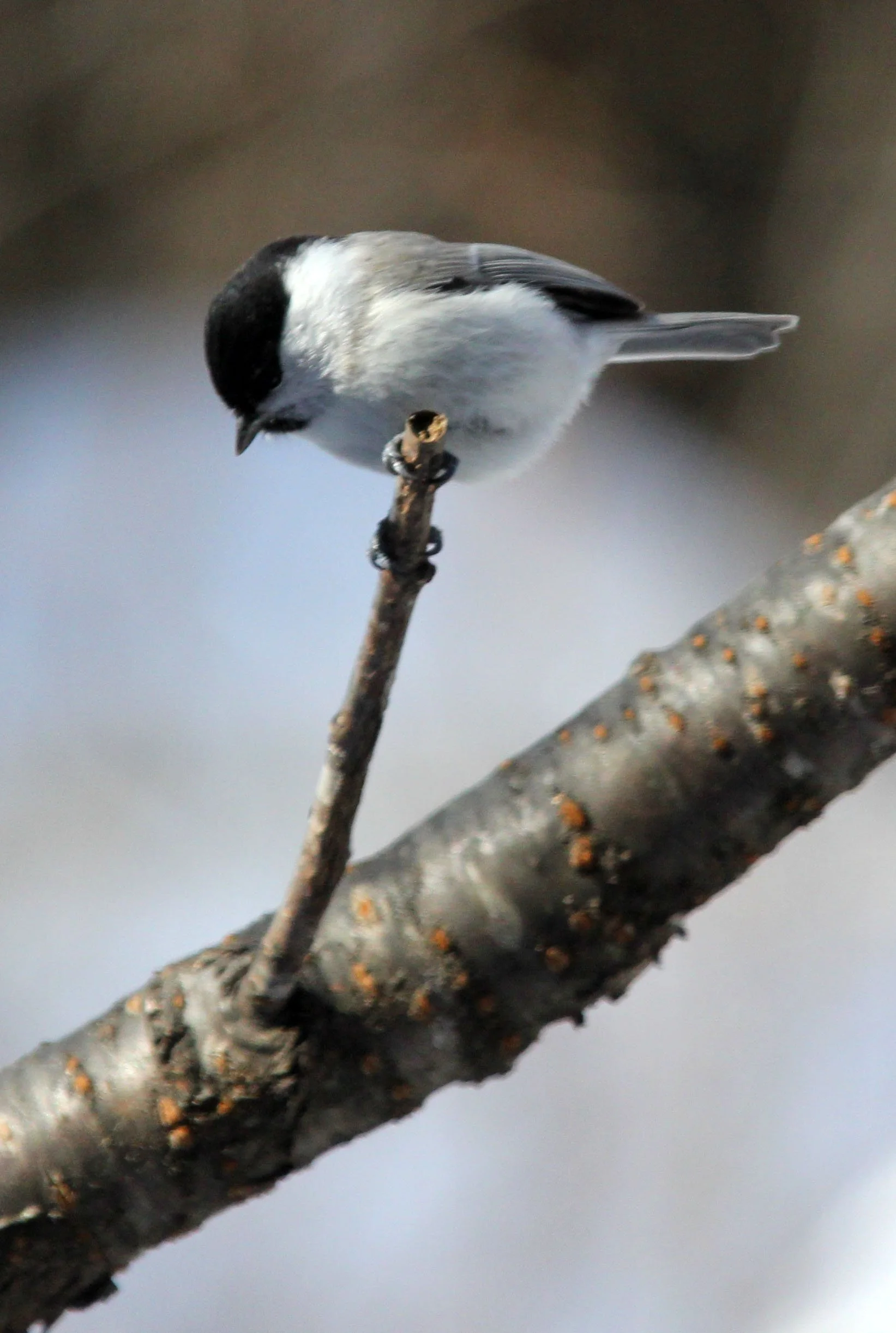 Willow Tit (Poecile montanus) Yoroushi Spa, Hokkaido Japan (7).JPG