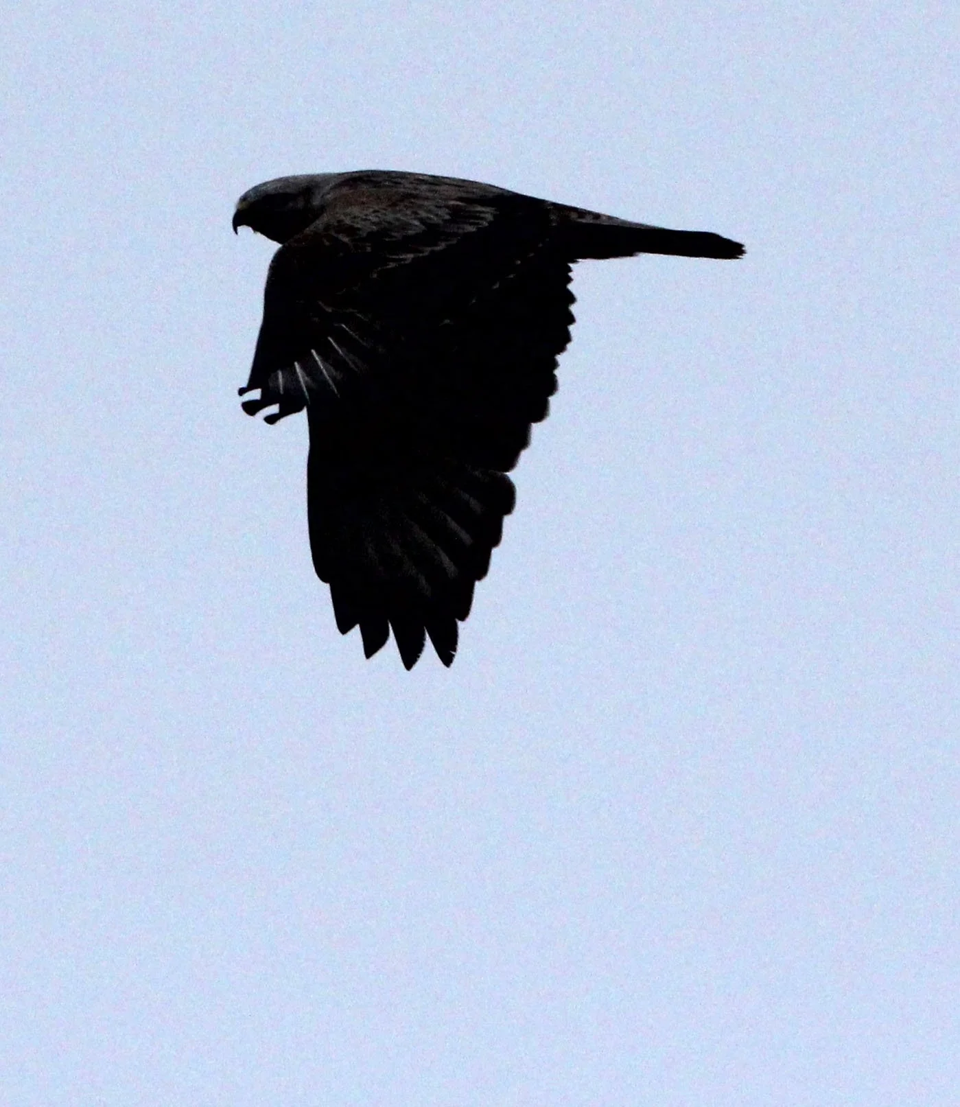 Buteo lagopus - ROUGH-LEGGED BUZZARD - WUTONG GOU DESERT ATTRACTION XINJIANG CHINA (5).JPG