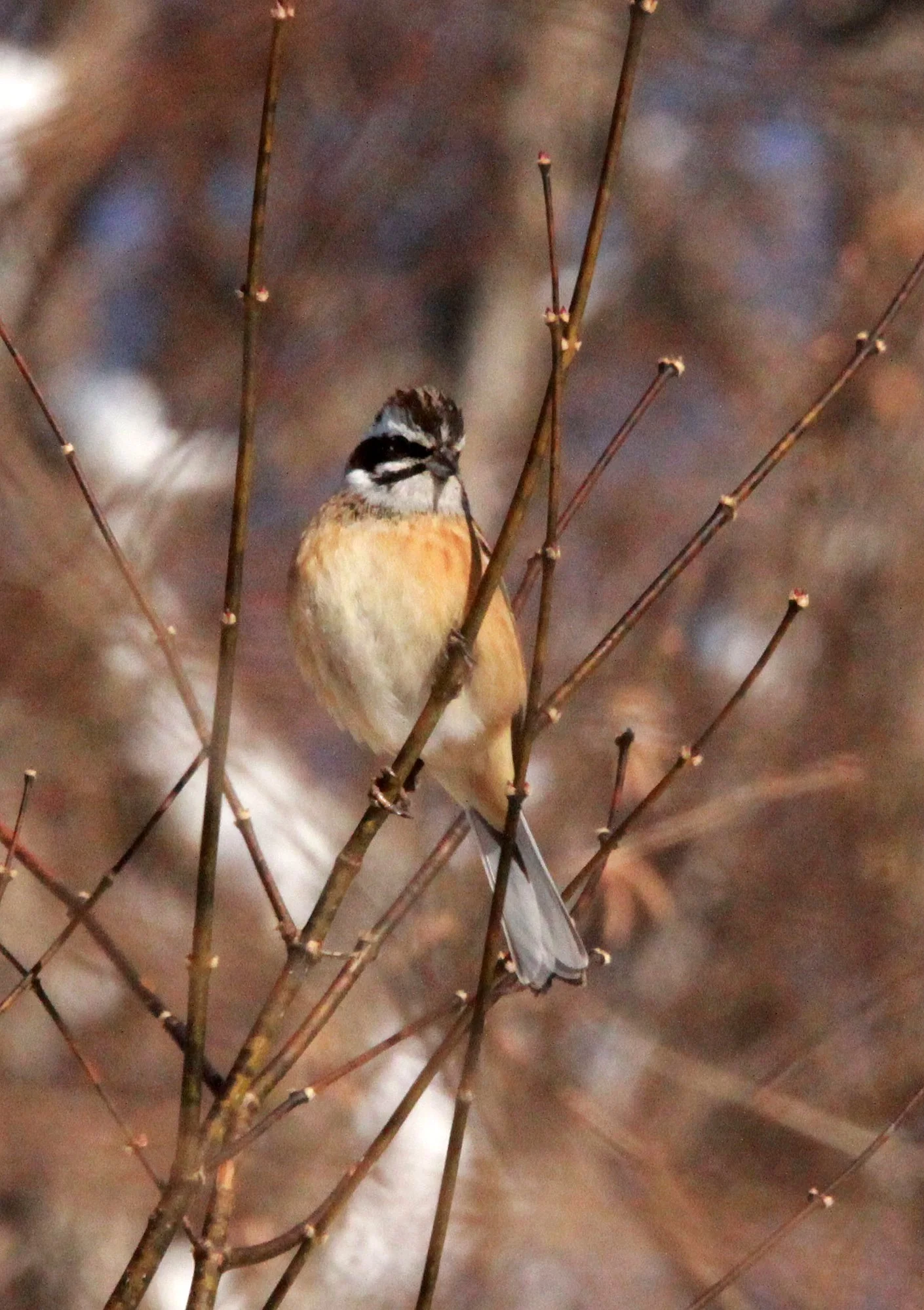 Rustic Bunting (Emberiza rustica) Shiobutsu Onsen Karuizawa Japan (3).JPG
