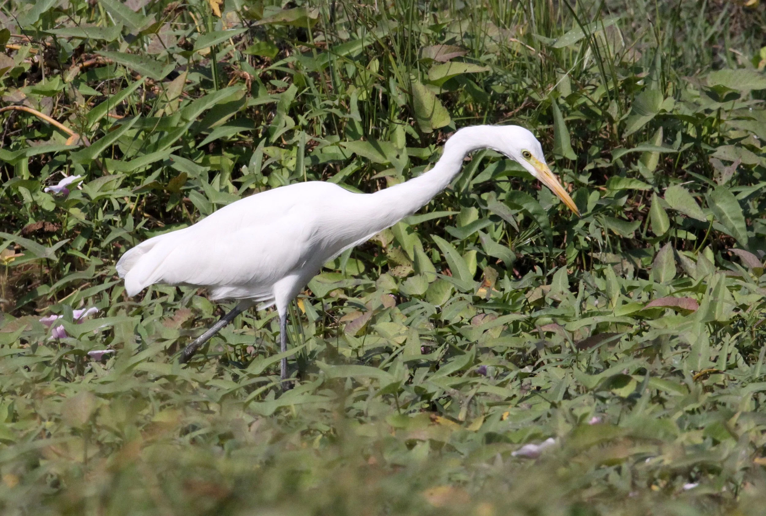 EGRET - EASTERN GREAT EGRET - Ardea (alba) modesta - NEAR AHMEDABAD GUJARAT INDIA (3).JPG