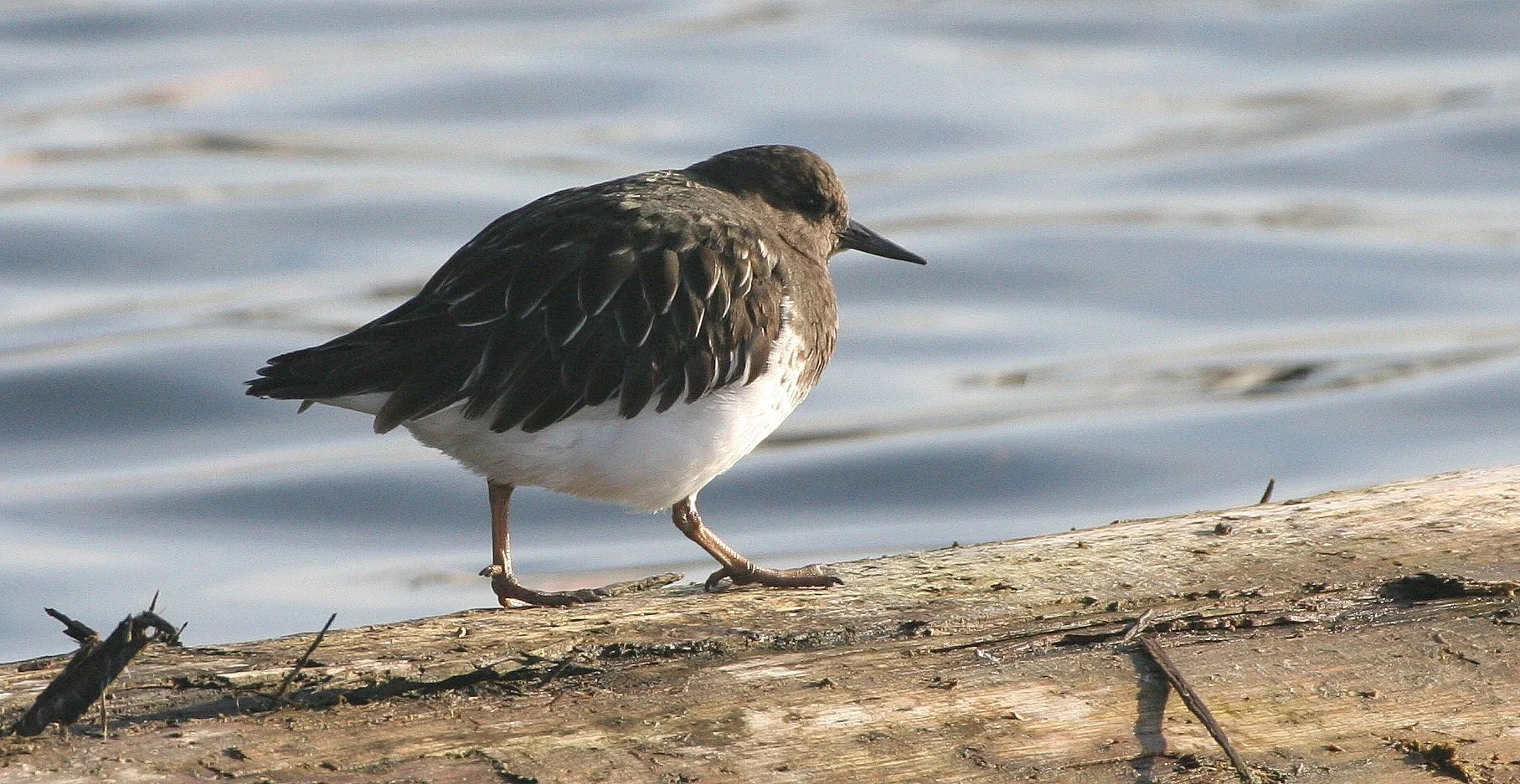 BIRD - TURNSTONE - BLACK TURNSTONE - PA HARBOR (12).jpg